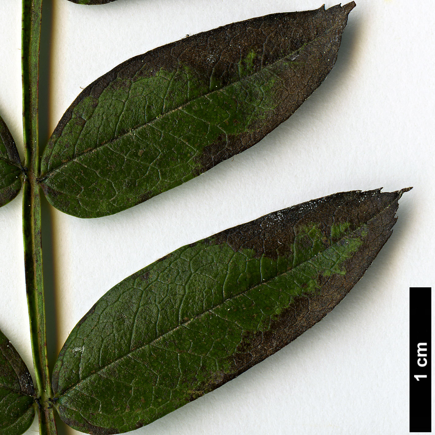 High resolution image: Family: Rosaceae - Genus: Sorbus - Taxon: lingshiensis High resolution image: Family: Rosaceae - Genus: Sorbus - Taxon: lingshiensis