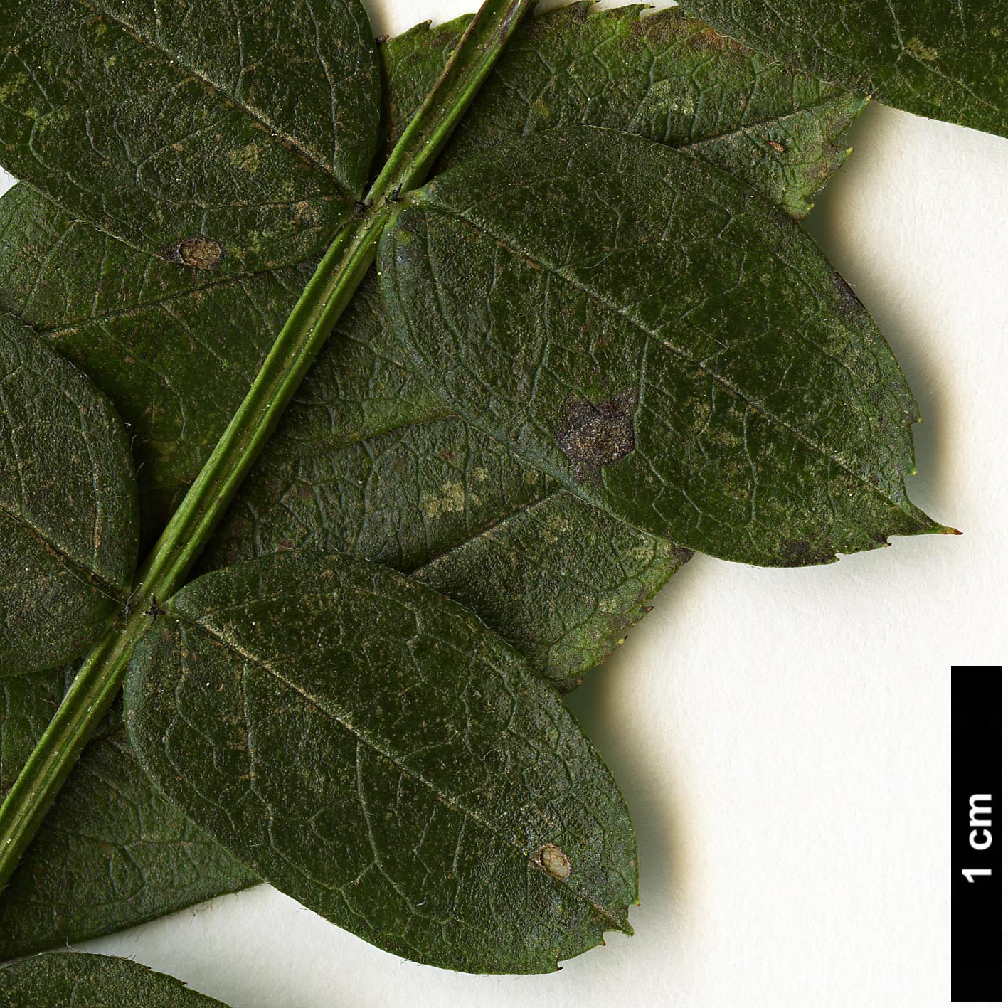 High resolution image: Family: Rosaceae - Genus: Sorbus - Taxon: lingshiensis High resolution image: Family: Rosaceae - Genus: Sorbus - Taxon: lingshiensis