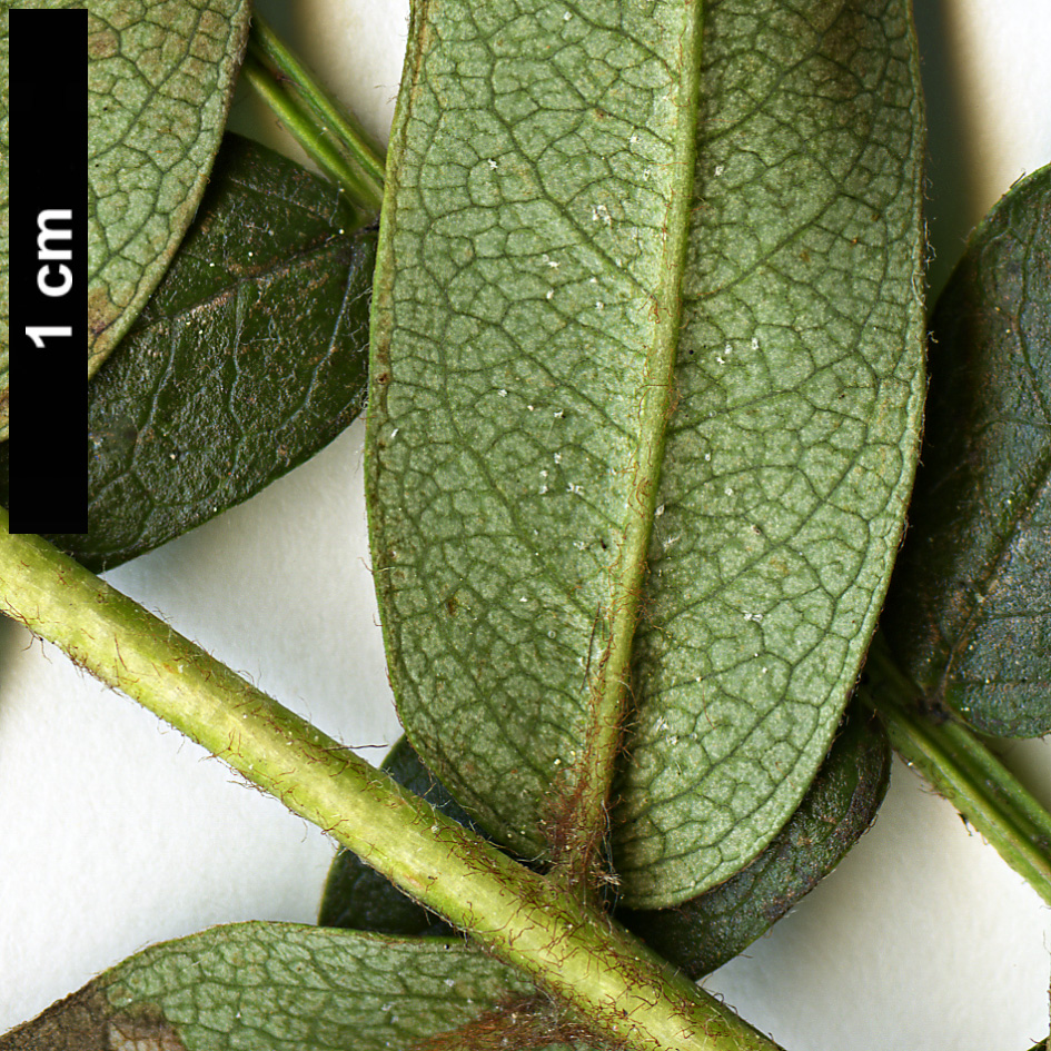 High resolution image: Family: Rosaceae - Genus: Sorbus - Taxon: lingshiensis High resolution image: Family: Rosaceae - Genus: Sorbus - Taxon: lingshiensis