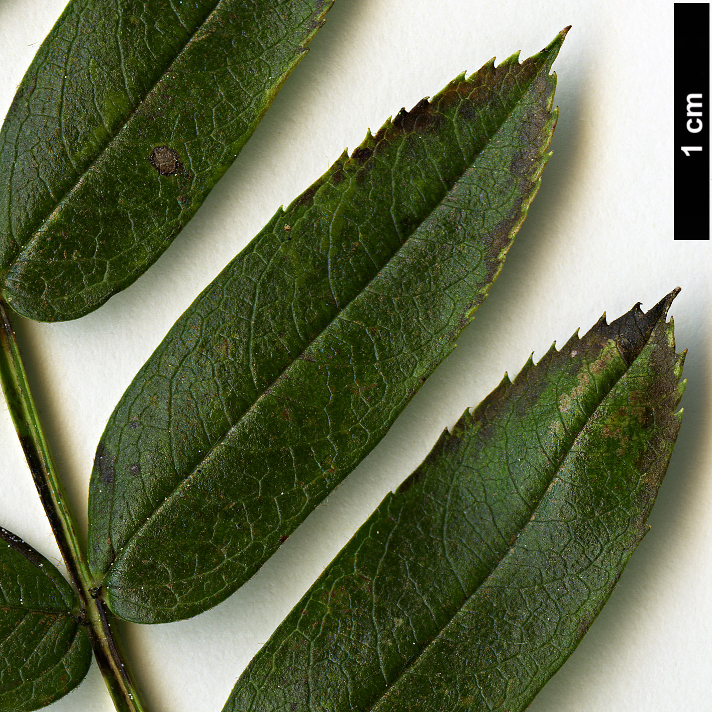 High resolution image: Family: Rosaceae - Genus: Sorbus - Taxon: lingshiensis High resolution image: Family: Rosaceae - Genus: Sorbus - Taxon: lingshiensis