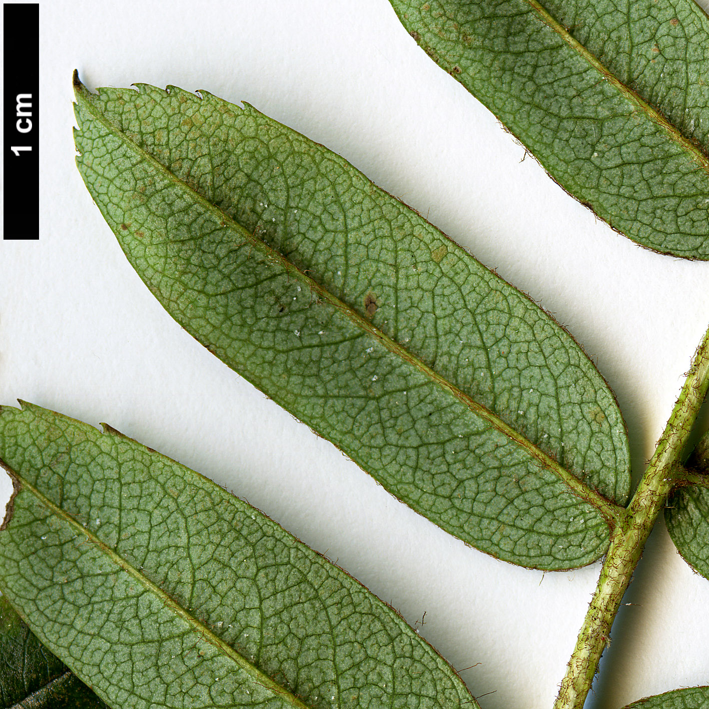 High resolution image: Family: Rosaceae - Genus: Sorbus - Taxon: lingshiensis High resolution image: Family: Rosaceae - Genus: Sorbus - Taxon: lingshiensis