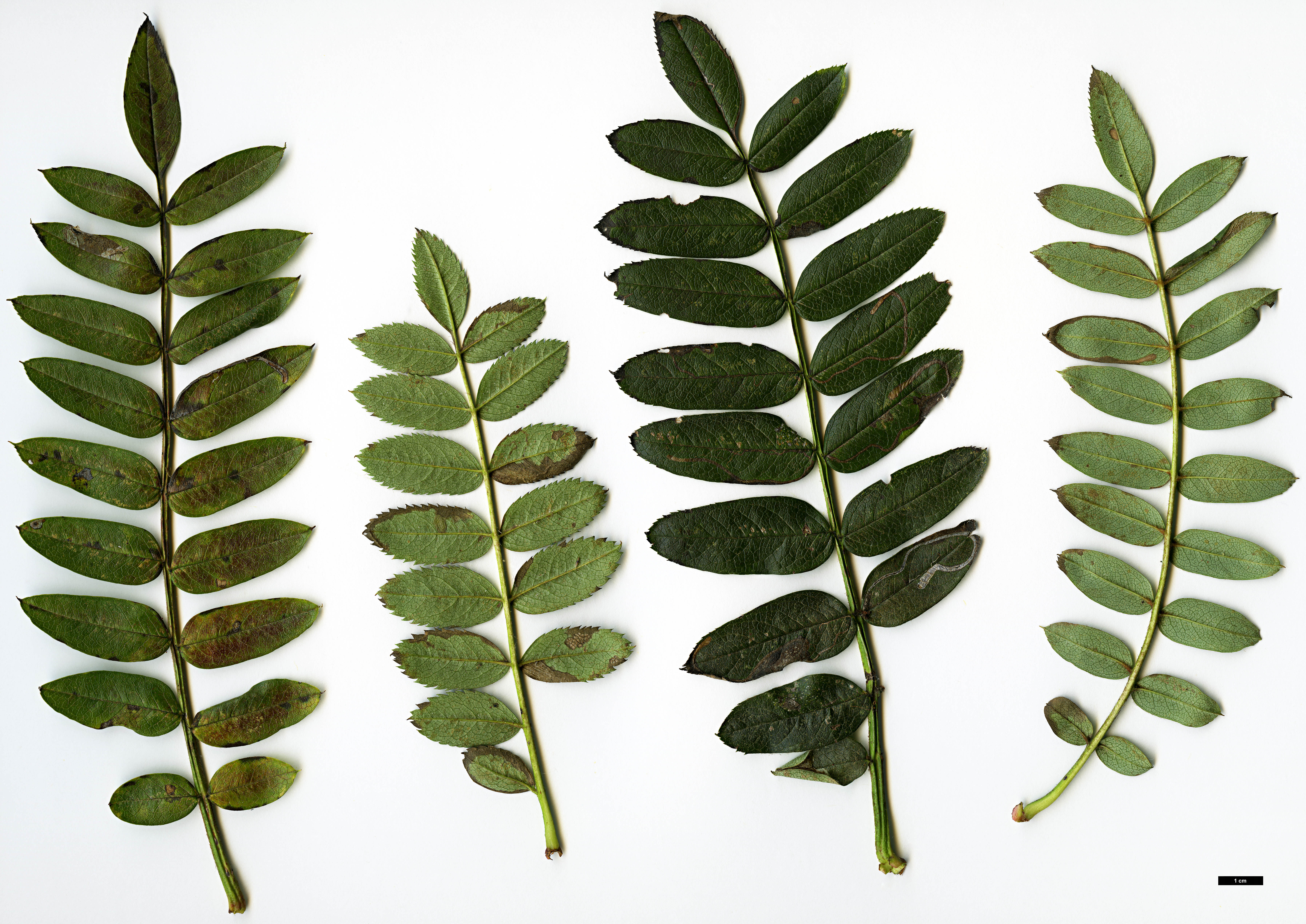 High resolution image: Family: Rosaceae - Genus: Sorbus - Taxon: lingshiensis High resolution image: Family: Rosaceae - Genus: Sorbus - Taxon: lingshiensis