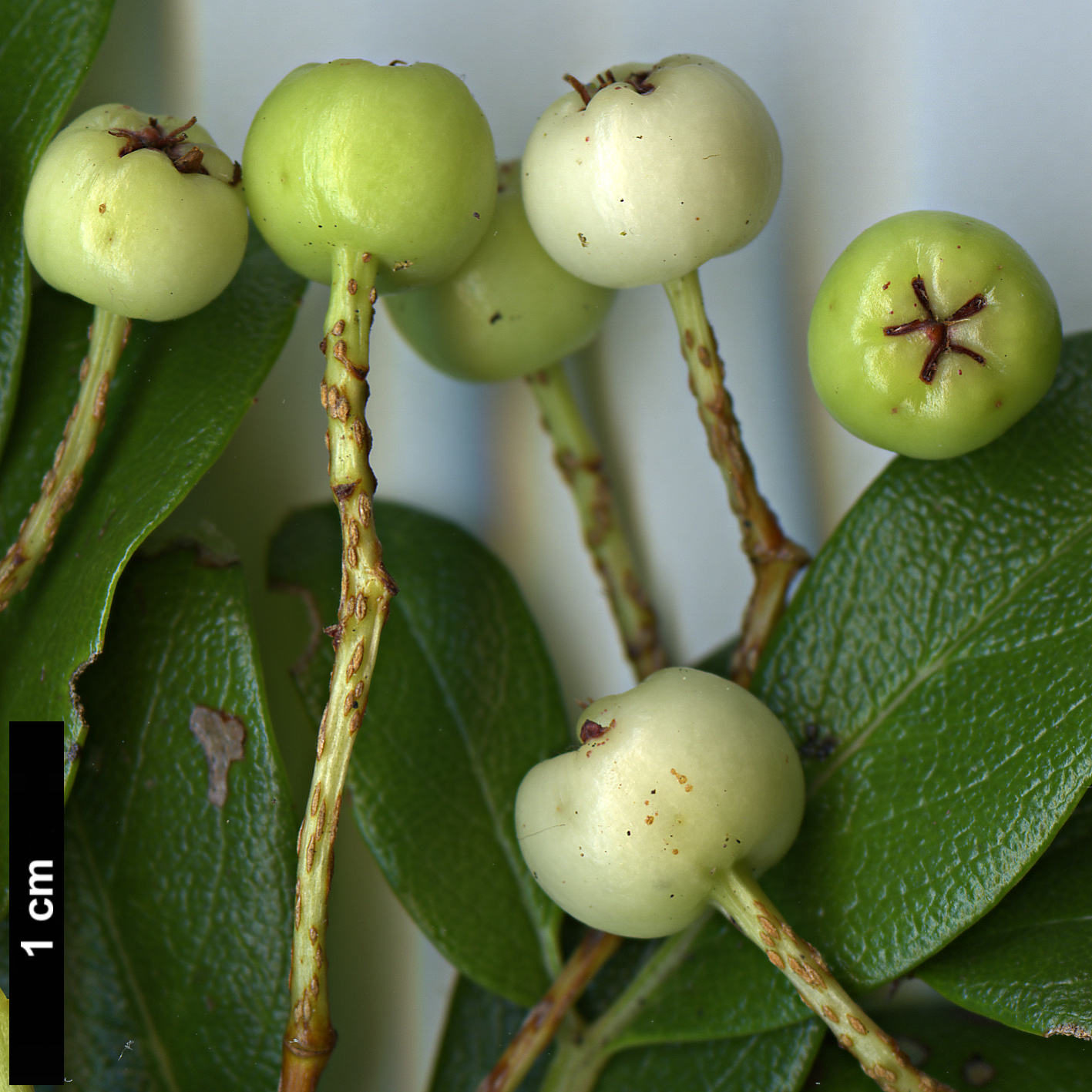 High resolution image: Family: Rosaceae - Genus: Sorbus - Taxon: macallisteri