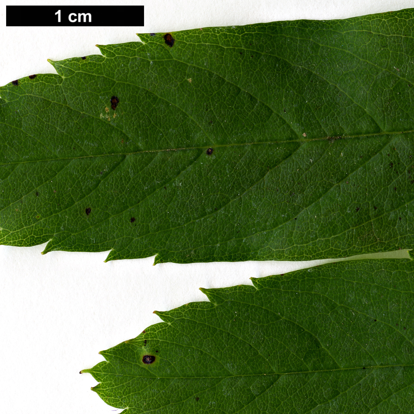 High resolution image: Family: Rosaceae - Genus: Sorbus - Taxon: matsumurana