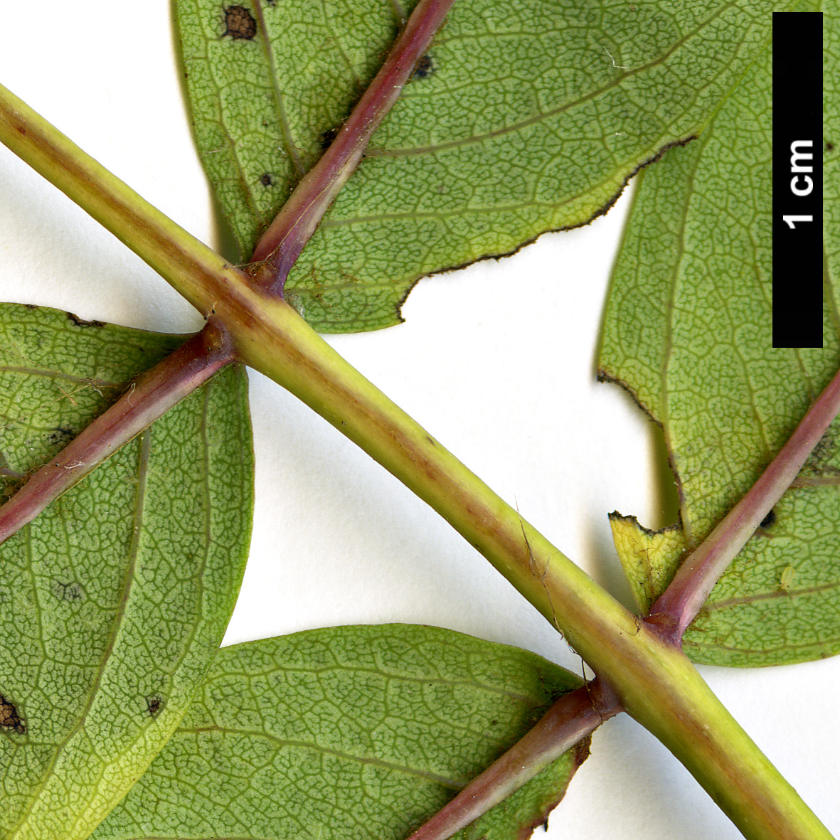 High resolution image: Family: Rosaceae - Genus: Sorbus - Taxon: matsumurana