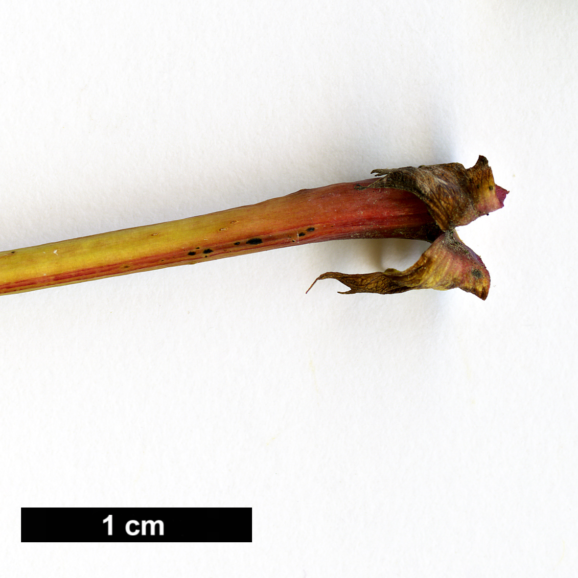 High resolution image: Family: Rosaceae - Genus: Sorbus - Taxon: matsumurana