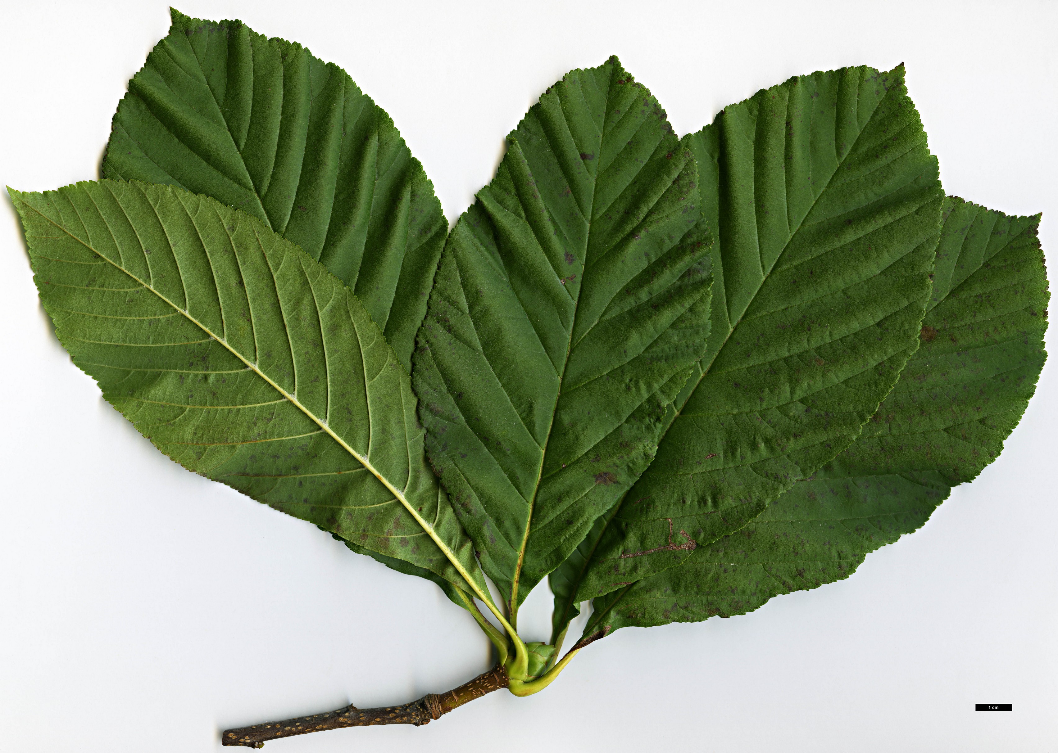 High resolution image: Family: Rosaceae - Genus: Sorbus - Taxon: megalocarpa