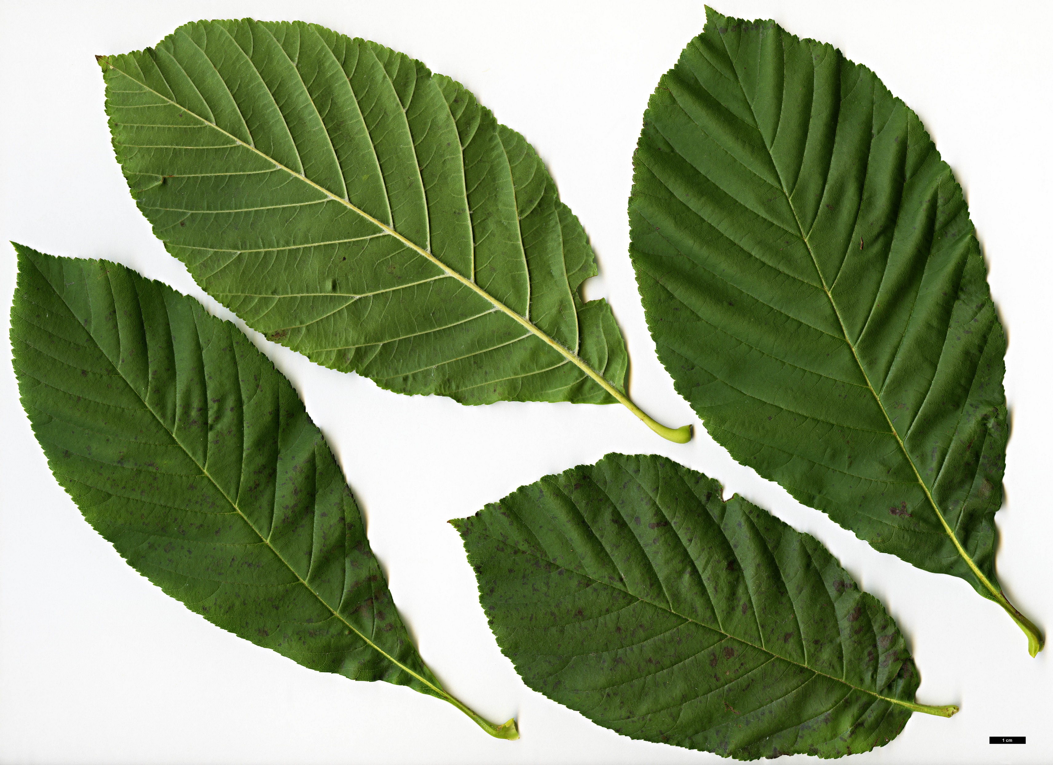 High resolution image: Family: Rosaceae - Genus: Sorbus - Taxon: megalocarpa