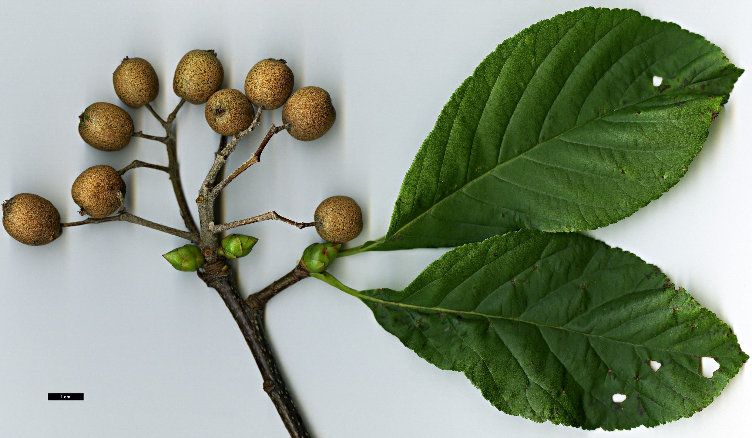 High resolution image: Family: Rosaceae - Genus: Sorbus - Taxon: megalocarpa