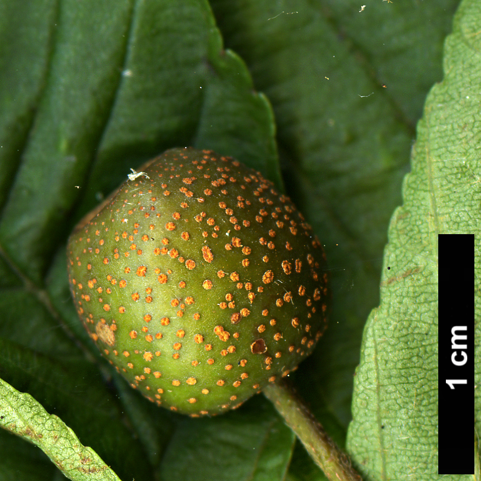 High resolution image: Family: Rosaceae - Genus: Sorbus - Taxon: meliosmifolia