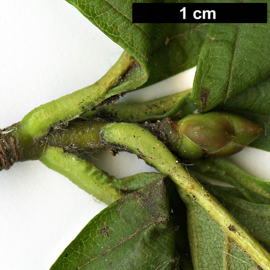 High resolution image: Family: Rosaceae - Genus: Sorbus - Taxon: meliosmifolia