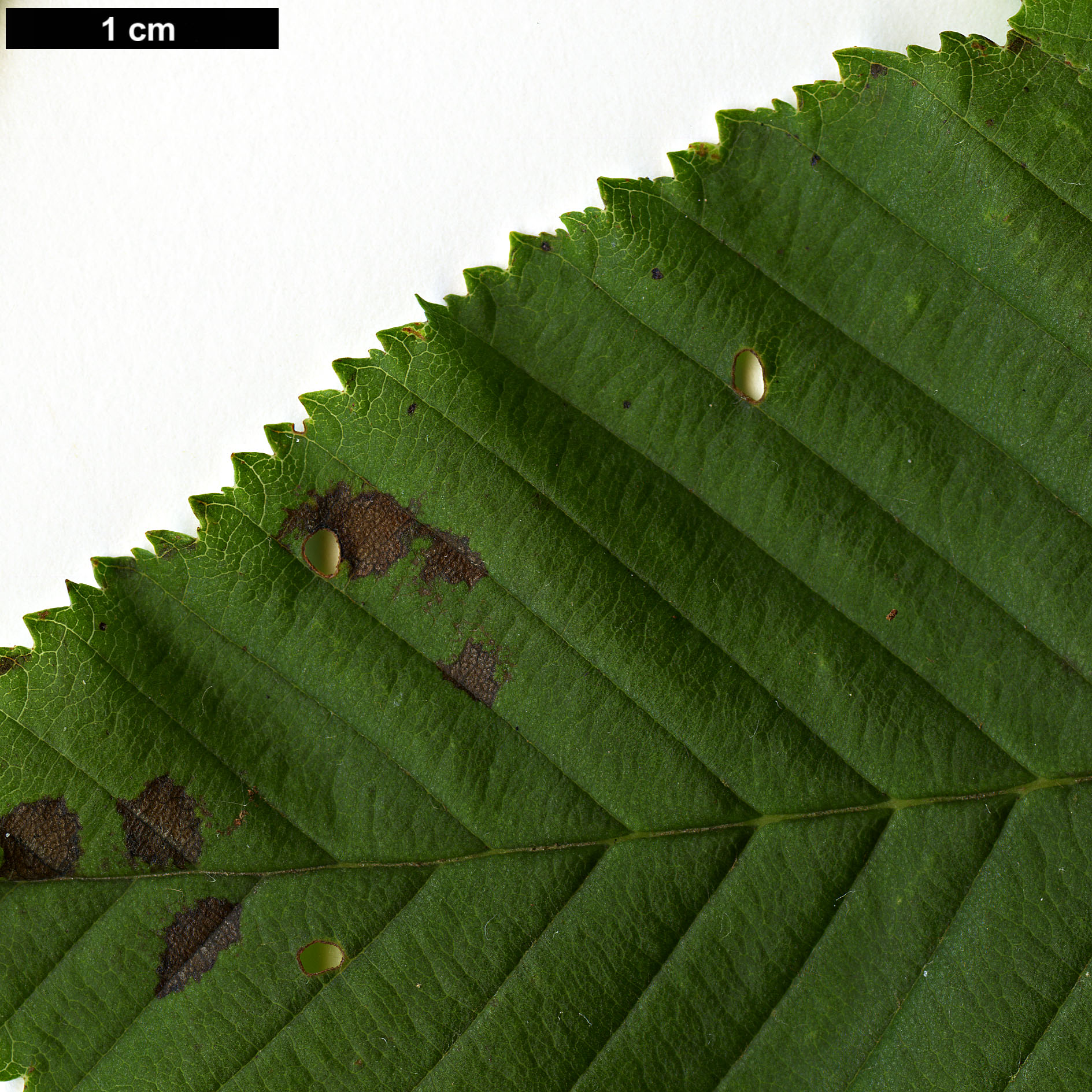 High resolution image: Family: Rosaceae - Genus: Sorbus - Taxon: meliosmifolia