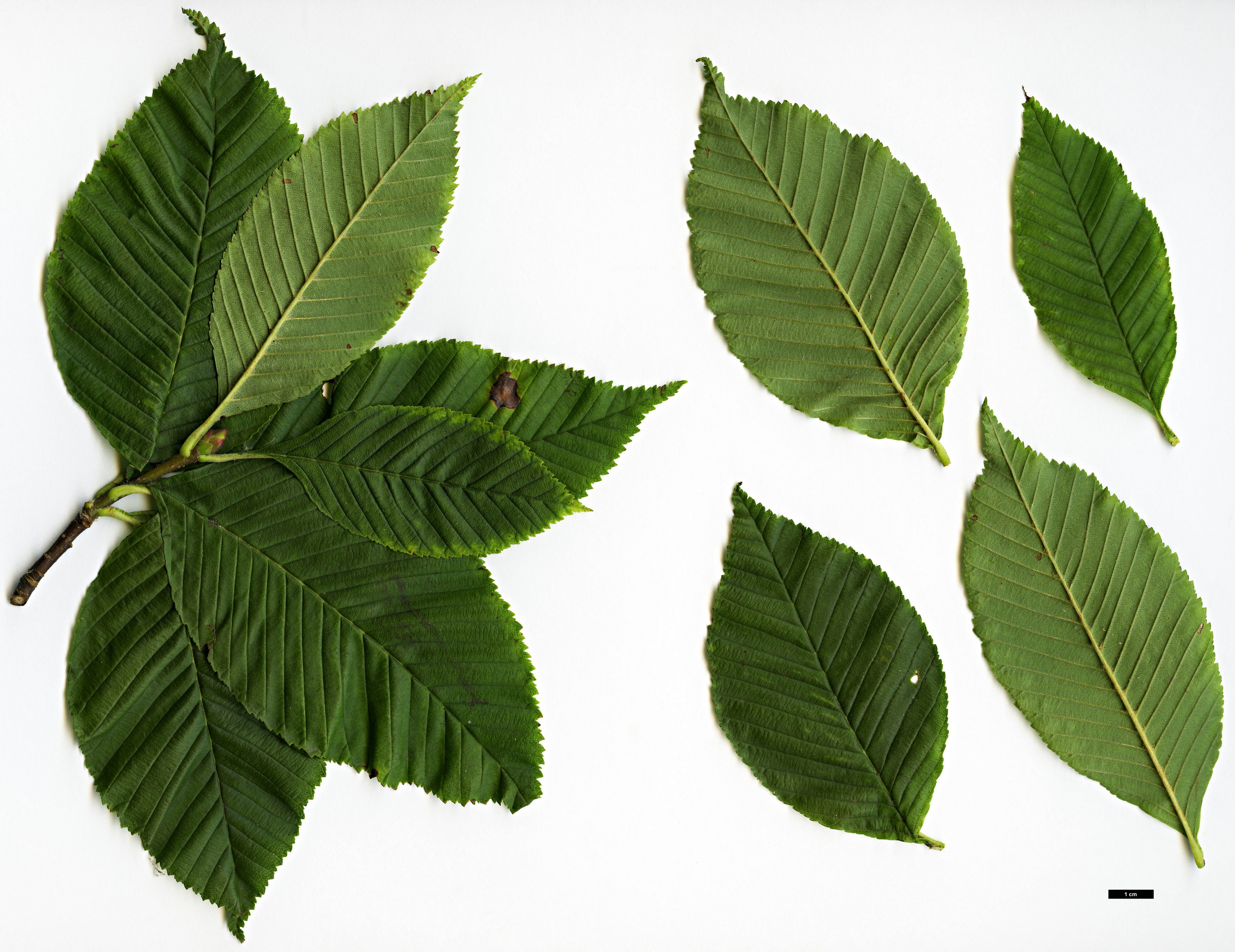 High resolution image: Family: Rosaceae - Genus: Sorbus - Taxon: meliosmifolia