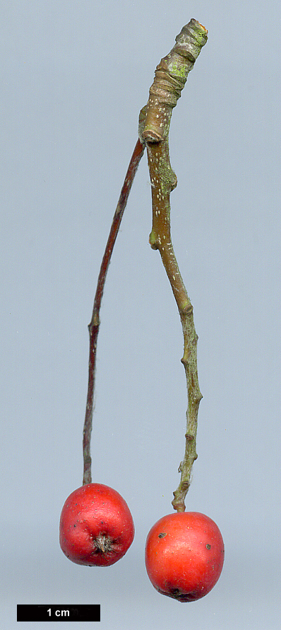 High resolution image: Family: Rosaceae - Genus: Sorbus - Taxon: minima