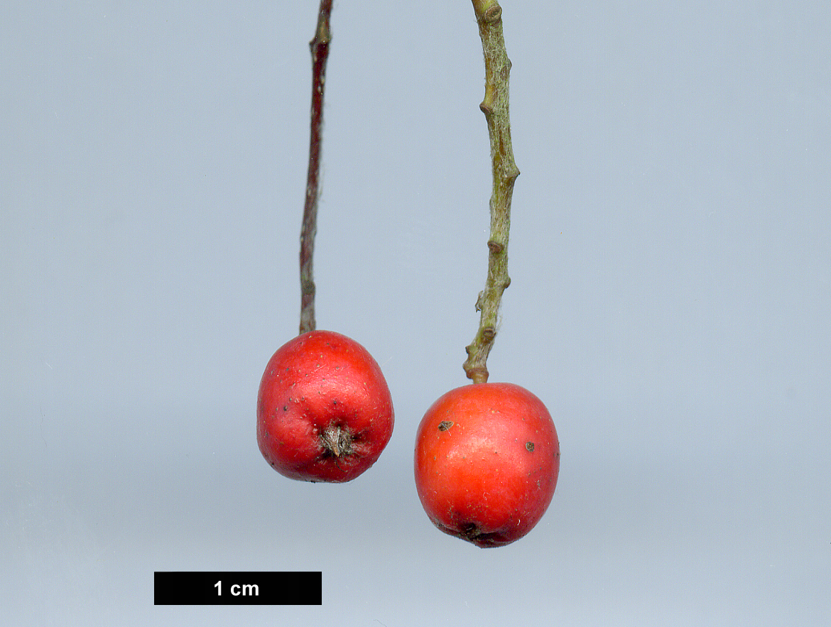 High resolution image: Family: Rosaceae - Genus: Sorbus - Taxon: minima