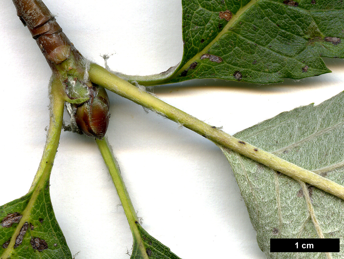 High resolution image: Family: Rosaceae - Genus: Sorbus - Taxon: mougeotii