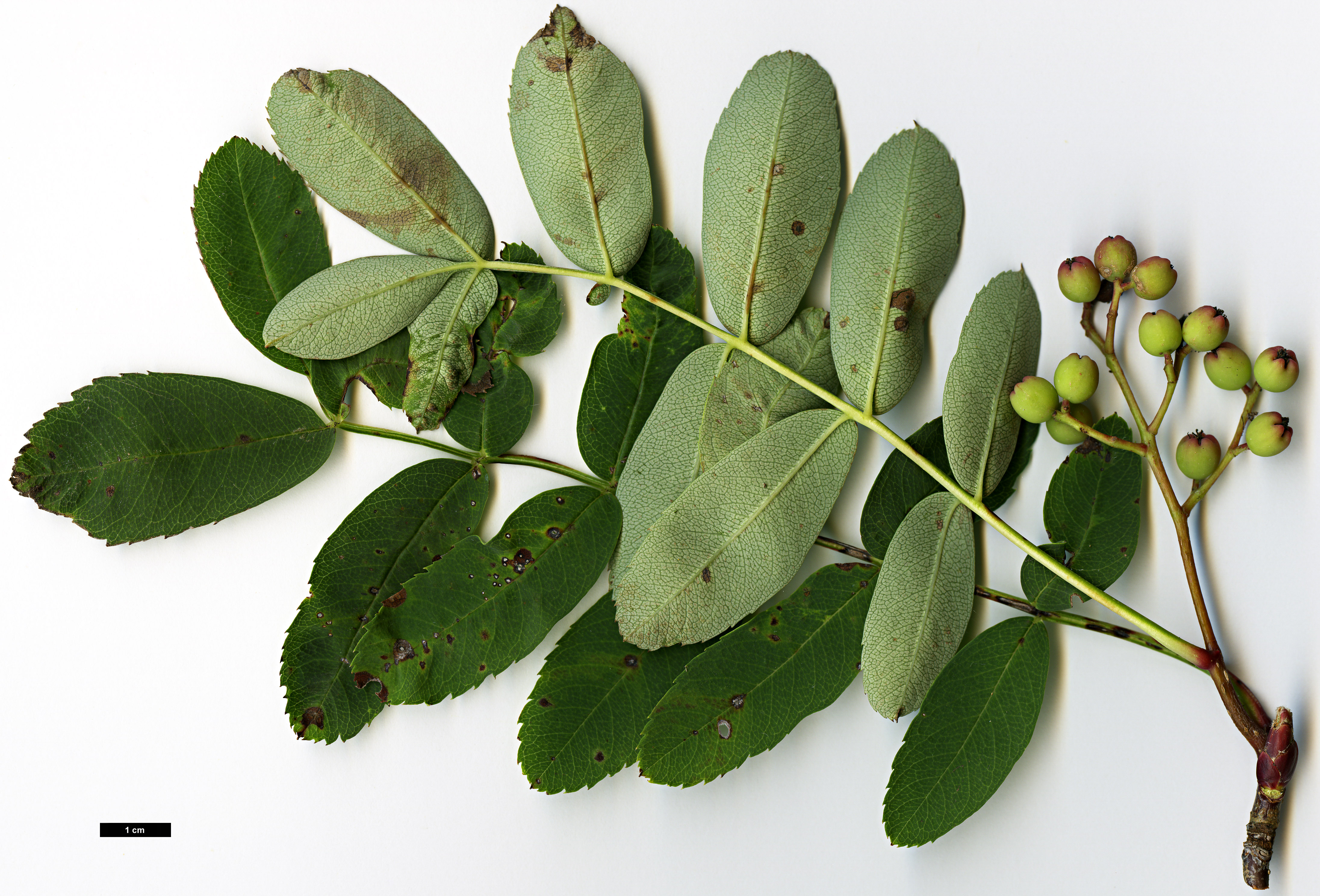 High resolution image: Family: Rosaceae - Genus: Sorbus - Taxon: muliensis