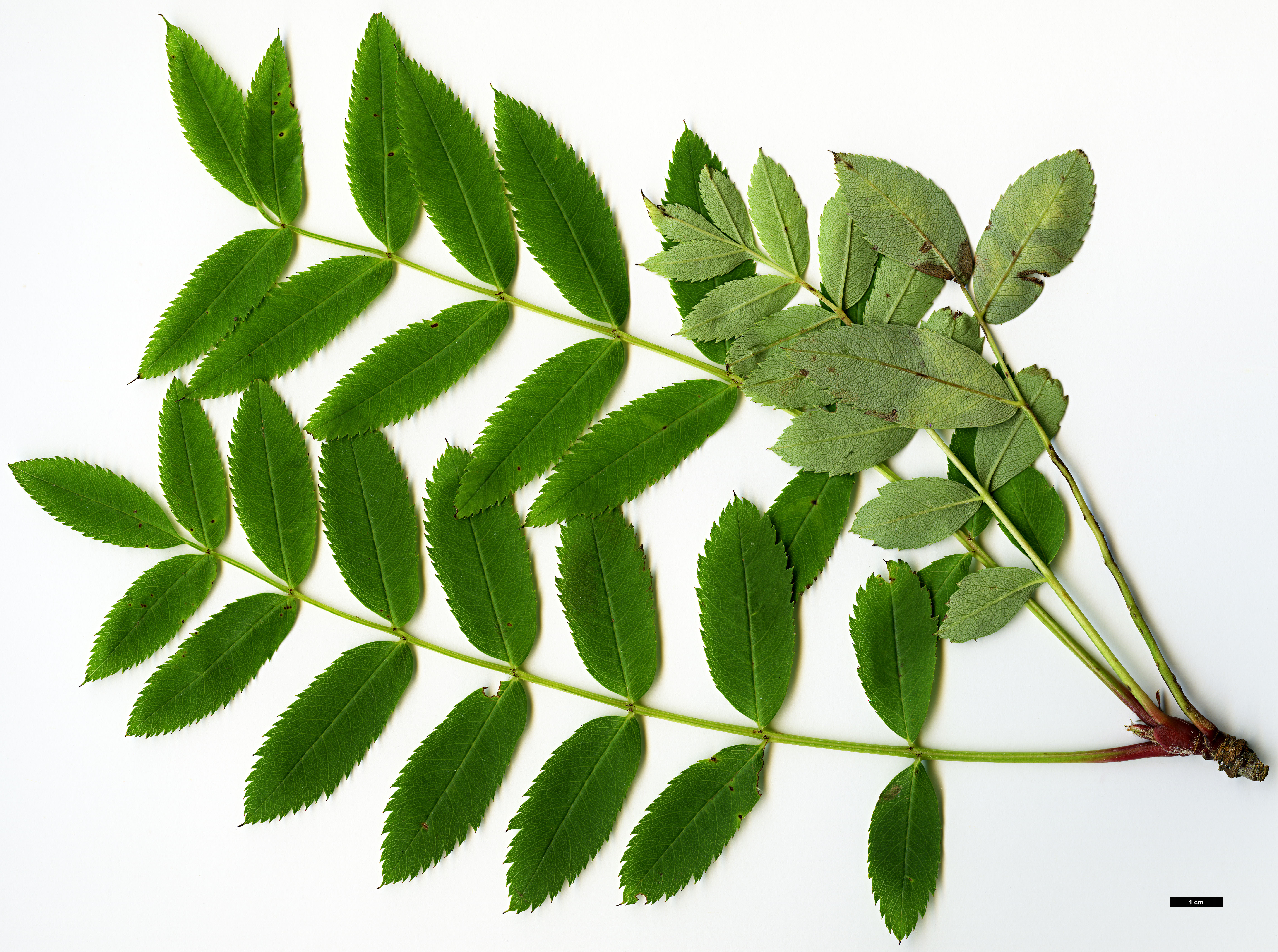 High resolution image: Family: Rosaceae - Genus: Sorbus - Taxon: muliensis