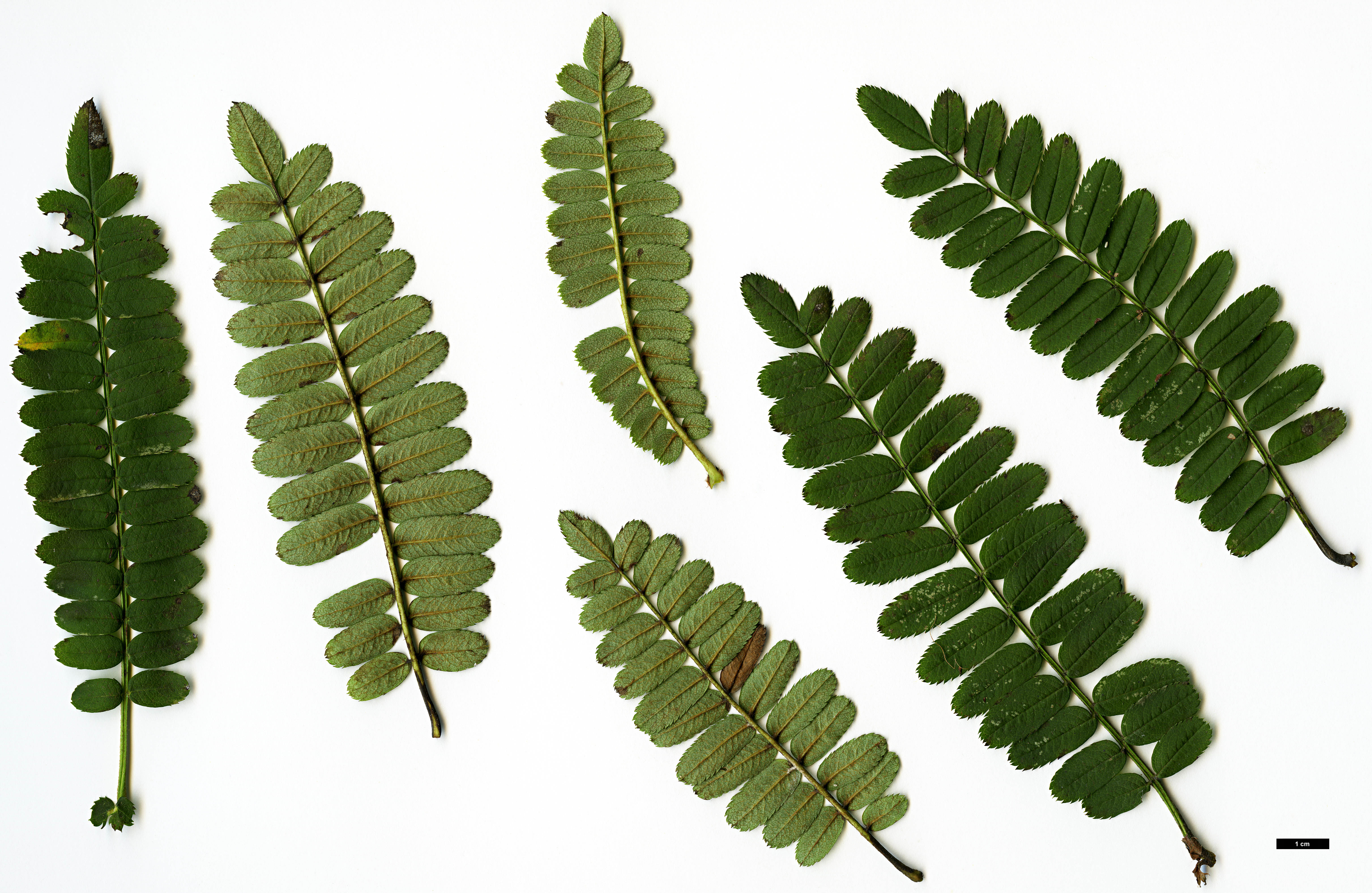 High resolution image: Family: Rosaceae - Genus: Sorbus - Taxon: munda High resolution image: Family: Rosaceae - Genus: Sorbus - Taxon: munda