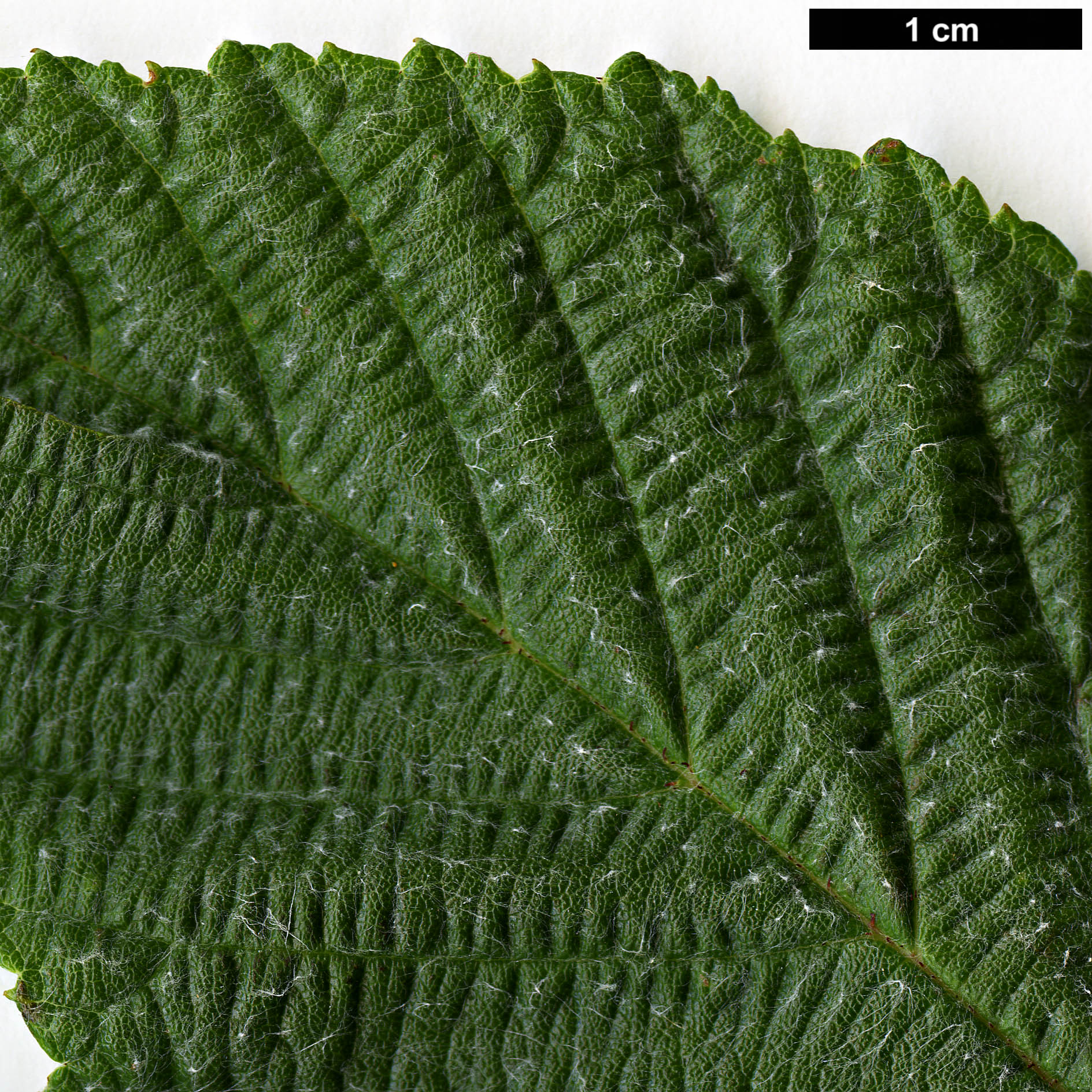 High resolution image: Family: Rosaceae - Genus: Sorbus - Taxon: needhamii