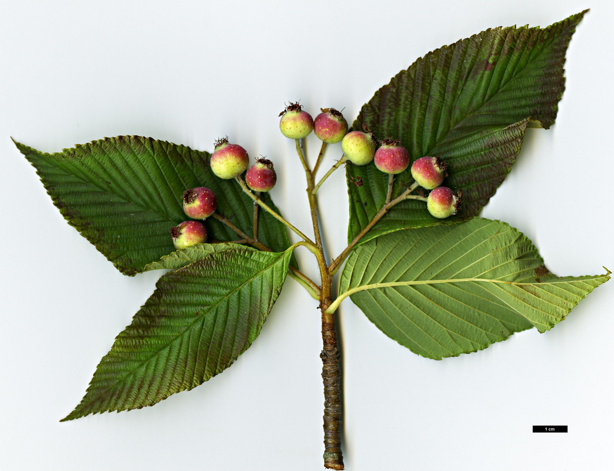 High resolution image: Family: Rosaceae - Genus: Sorbus - Taxon: needhamii