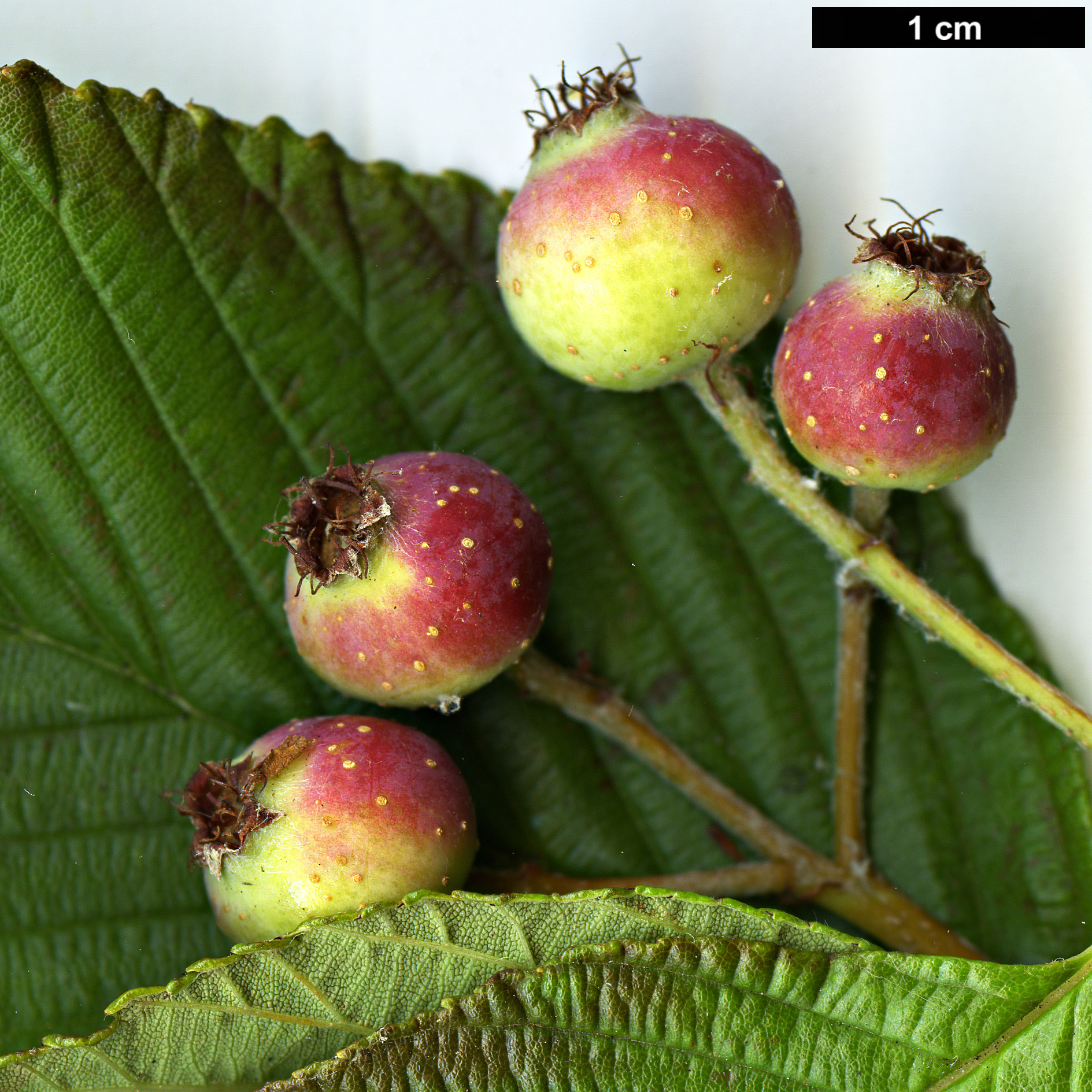 High resolution image: Family: Rosaceae - Genus: Sorbus - Taxon: needhamii