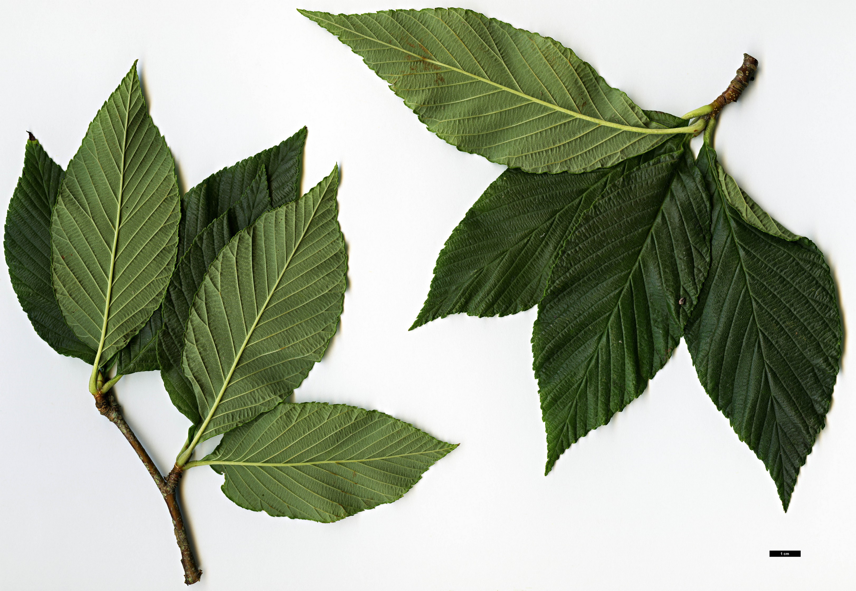 High resolution image: Family: Rosaceae - Genus: Sorbus - Taxon: needhamii