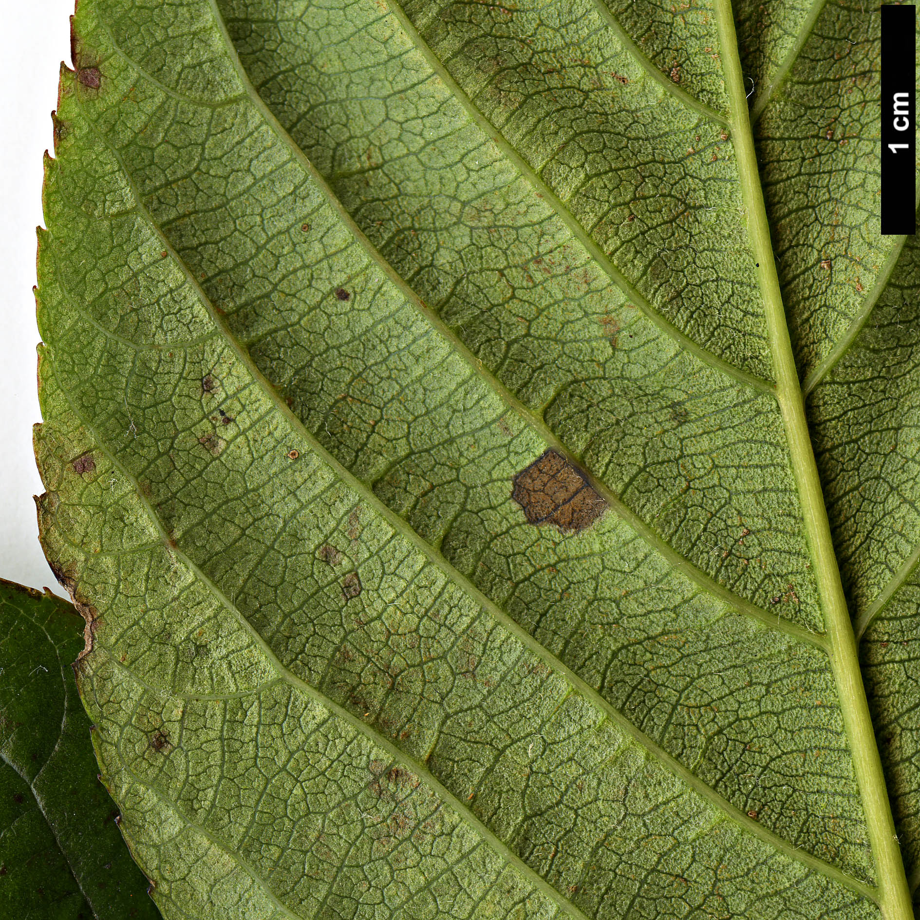 High resolution image: Family: Rosaceae - Genus: Sorbus - Taxon: ochracea