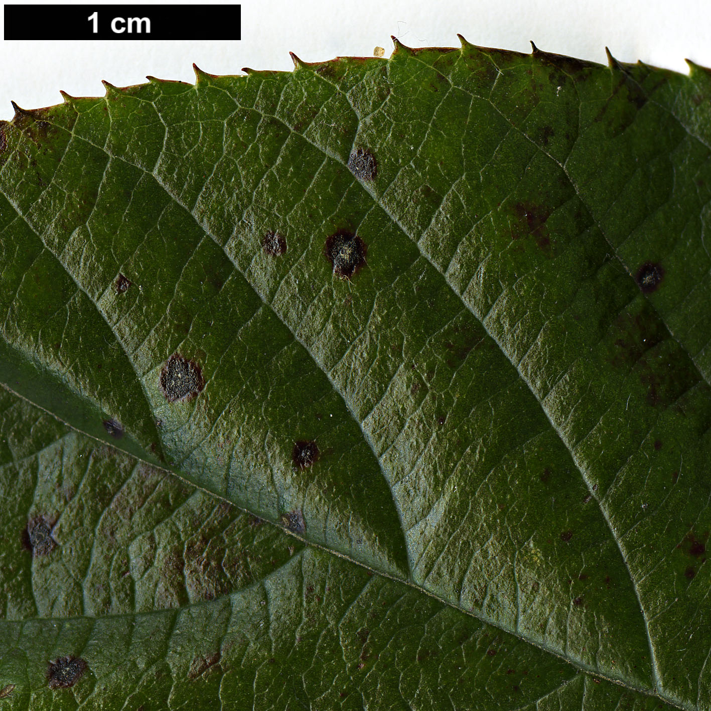 High resolution image: Family: Rosaceae - Genus: Sorbus - Taxon: ochracea