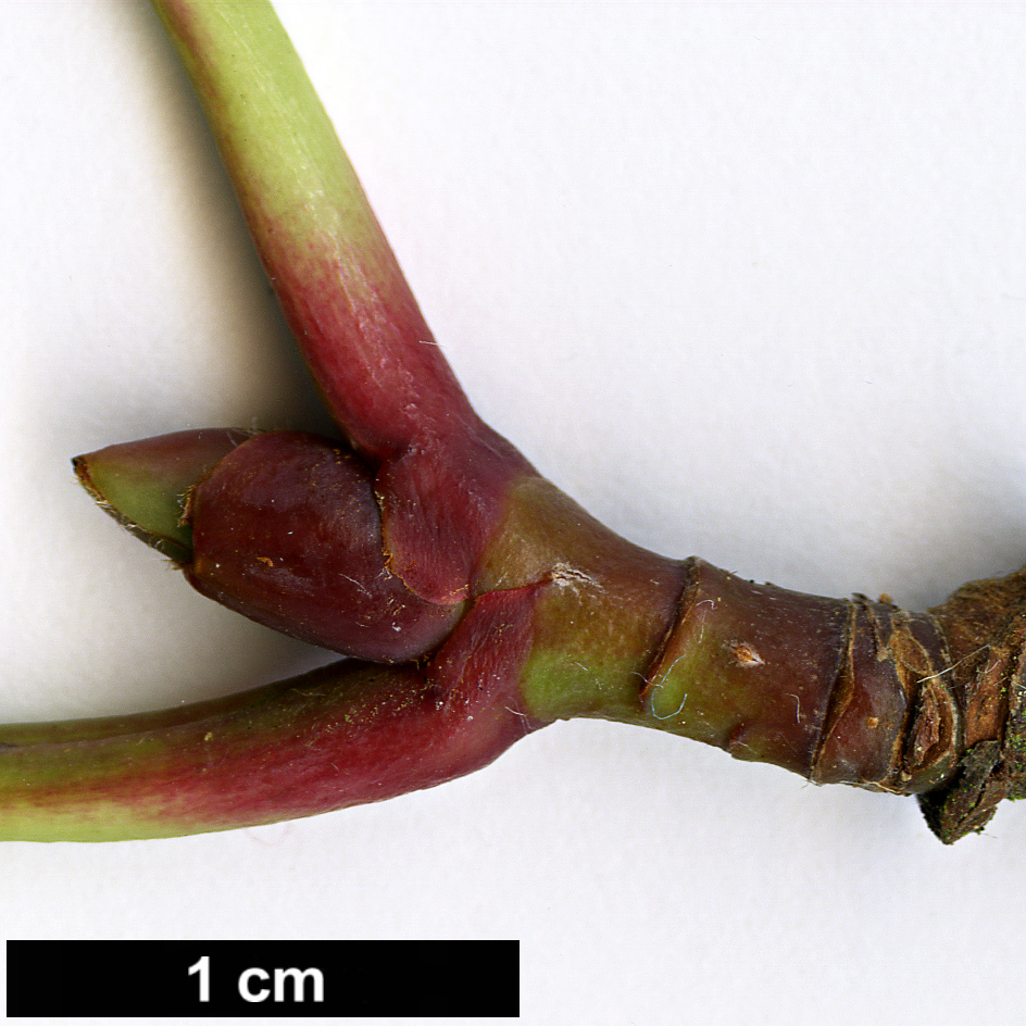 High resolution image: Family: Rosaceae - Genus: Sorbus - Taxon: olivacea