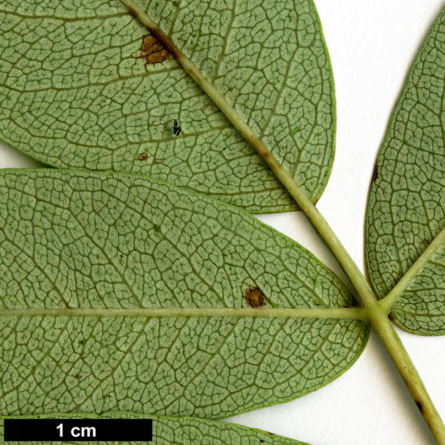 High resolution image: Family: Rosaceae - Genus: Sorbus - Taxon: olivacea