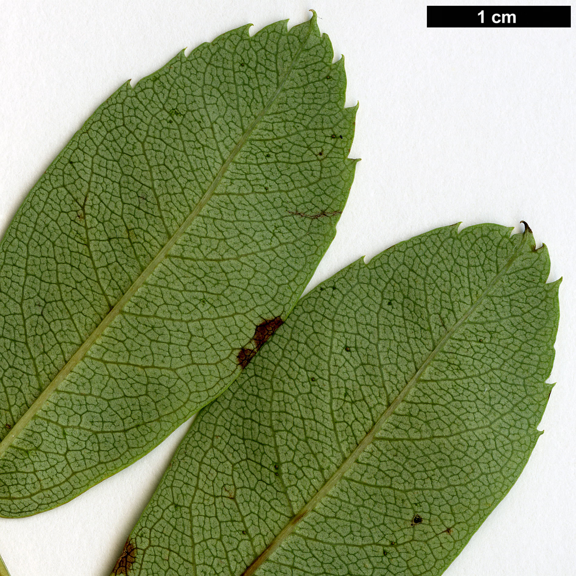 High resolution image: Family: Rosaceae - Genus: Sorbus - Taxon: olivacea