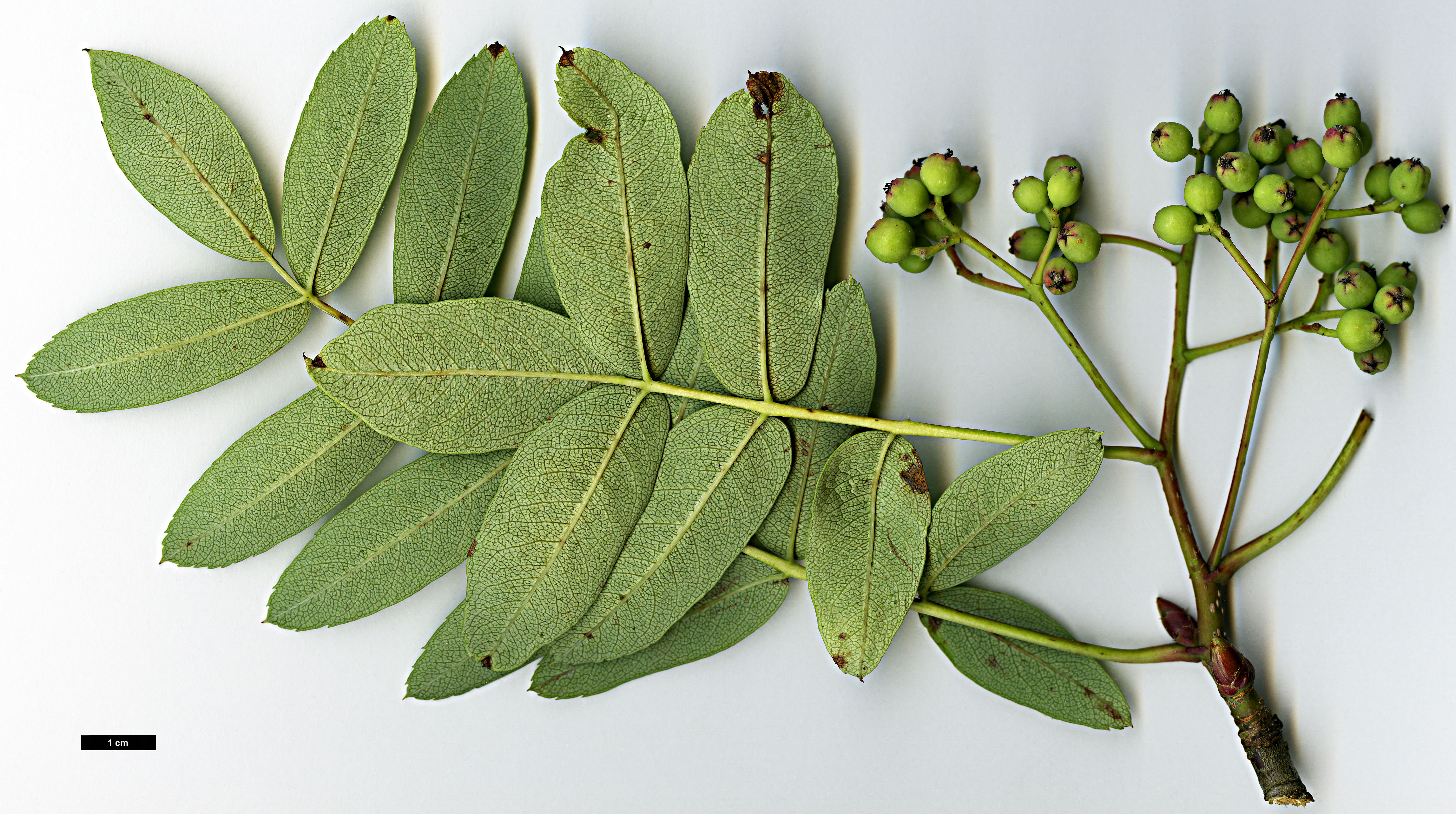 High resolution image: Family: Rosaceae - Genus: Sorbus - Taxon: olivacea