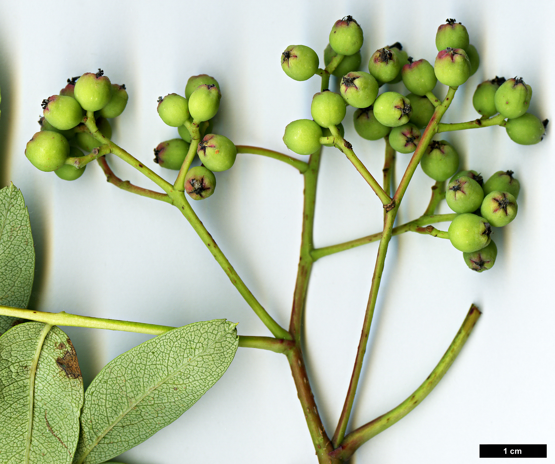 High resolution image: Family: Rosaceae - Genus: Sorbus - Taxon: olivacea