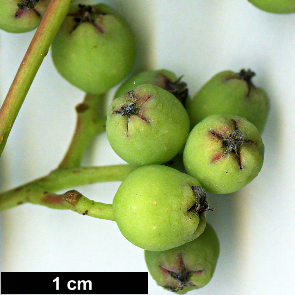 High resolution image: Family: Rosaceae - Genus: Sorbus - Taxon: olivacea