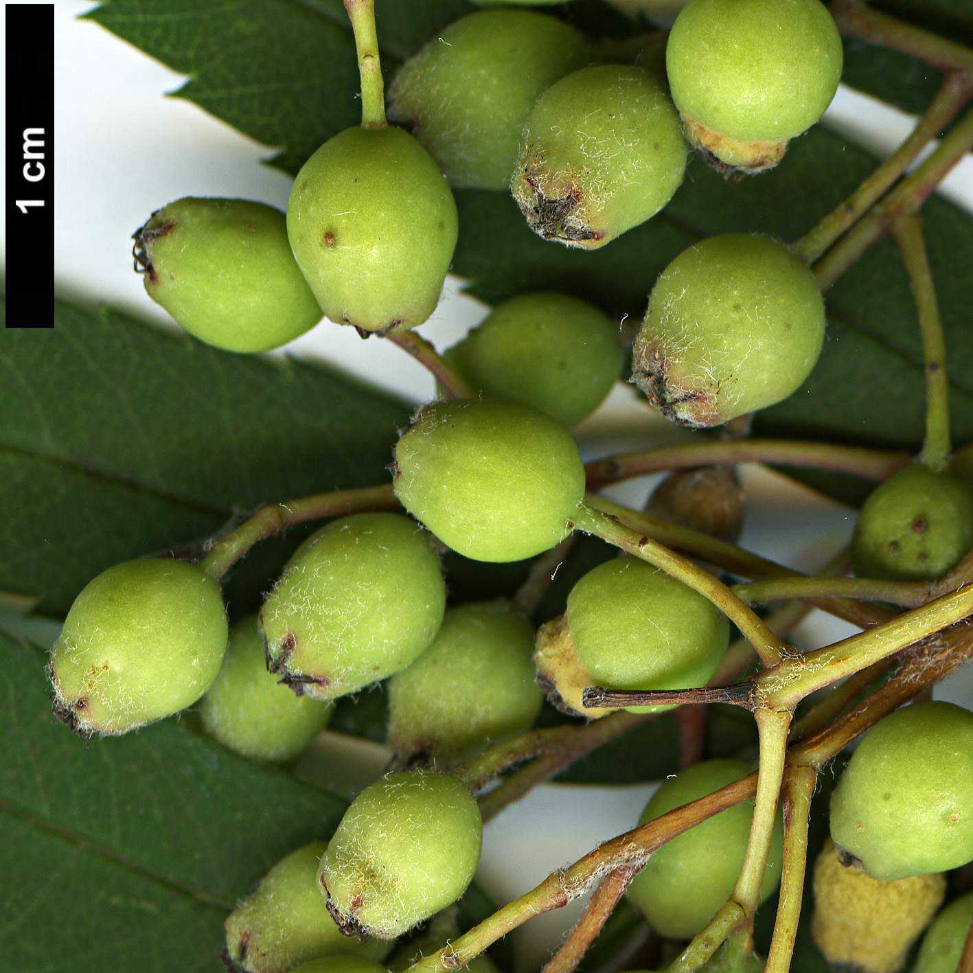 High resolution image: Family: Rosaceae - Genus: Sorbus - Taxon: parvifructa