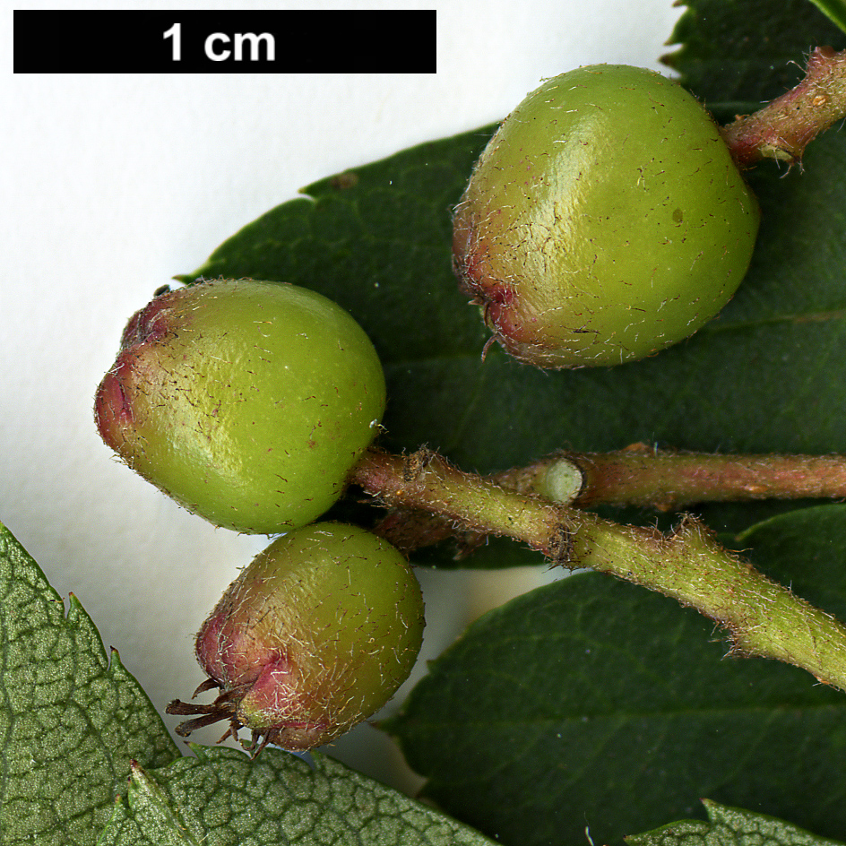 High resolution image: Family: Rosaceae - Genus: Sorbus - Taxon: pseudovilmorinii