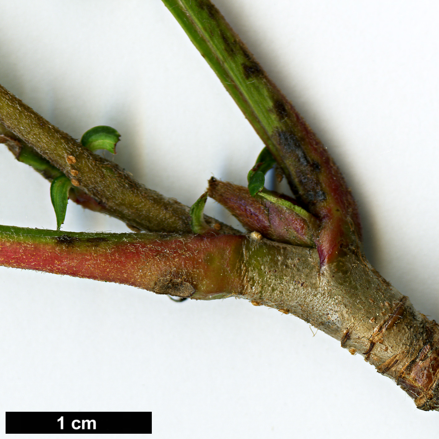 High resolution image: Family: Rosaceae - Genus: Sorbus - Taxon: pseudovilmorinii