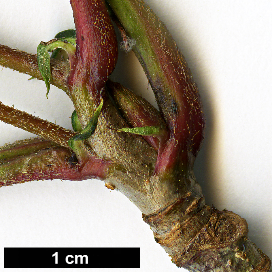 High resolution image: Family: Rosaceae - Genus: Sorbus - Taxon: pseudovilmorinii