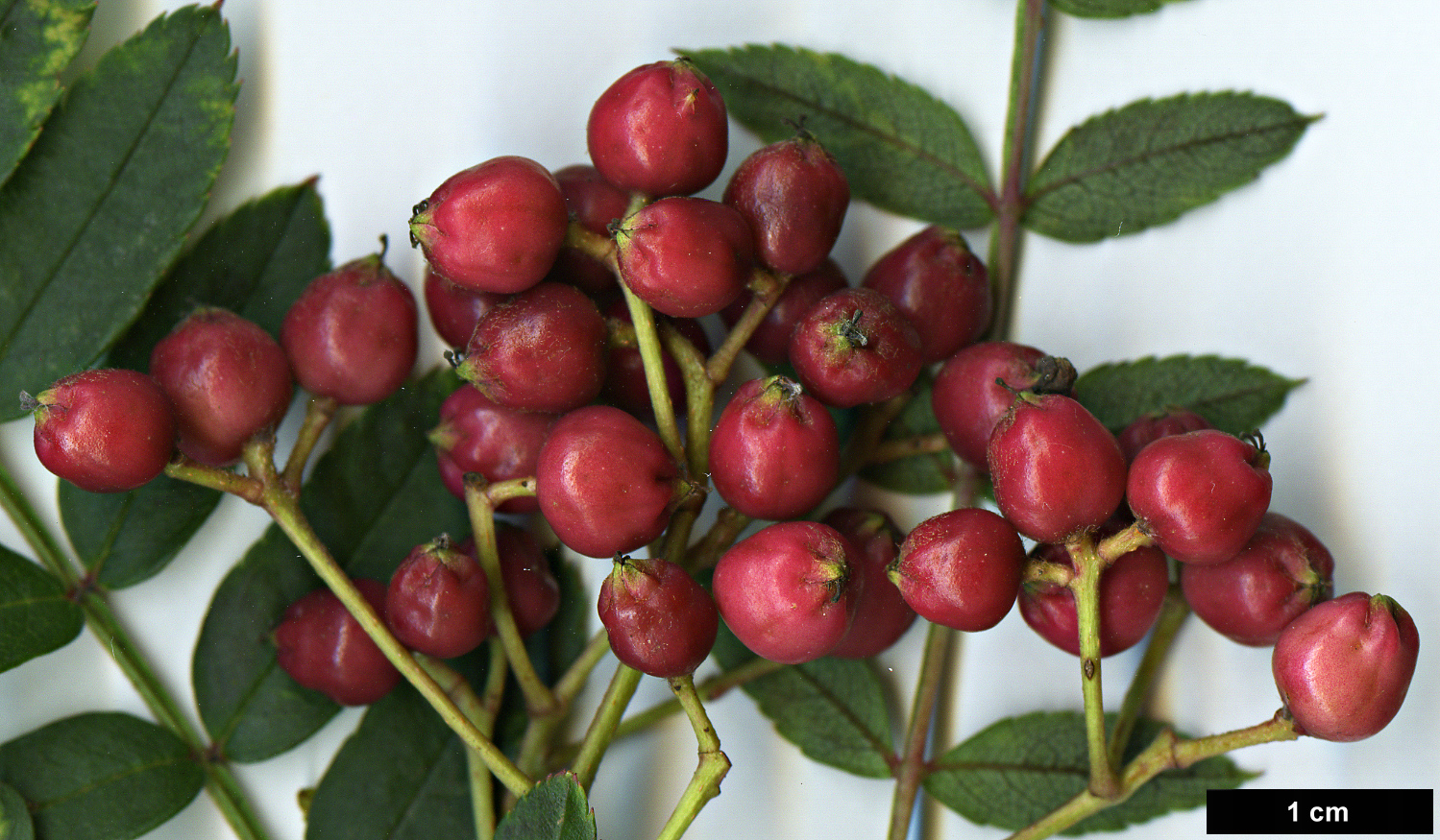 High resolution image: Family: Rosaceae - Genus: Sorbus - Taxon: pseudovilmorinii