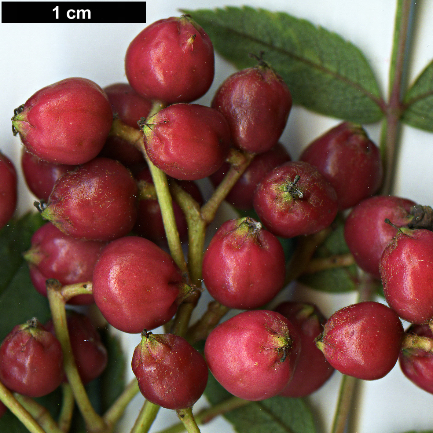 High resolution image: Family: Rosaceae - Genus: Sorbus - Taxon: pseudovilmorinii