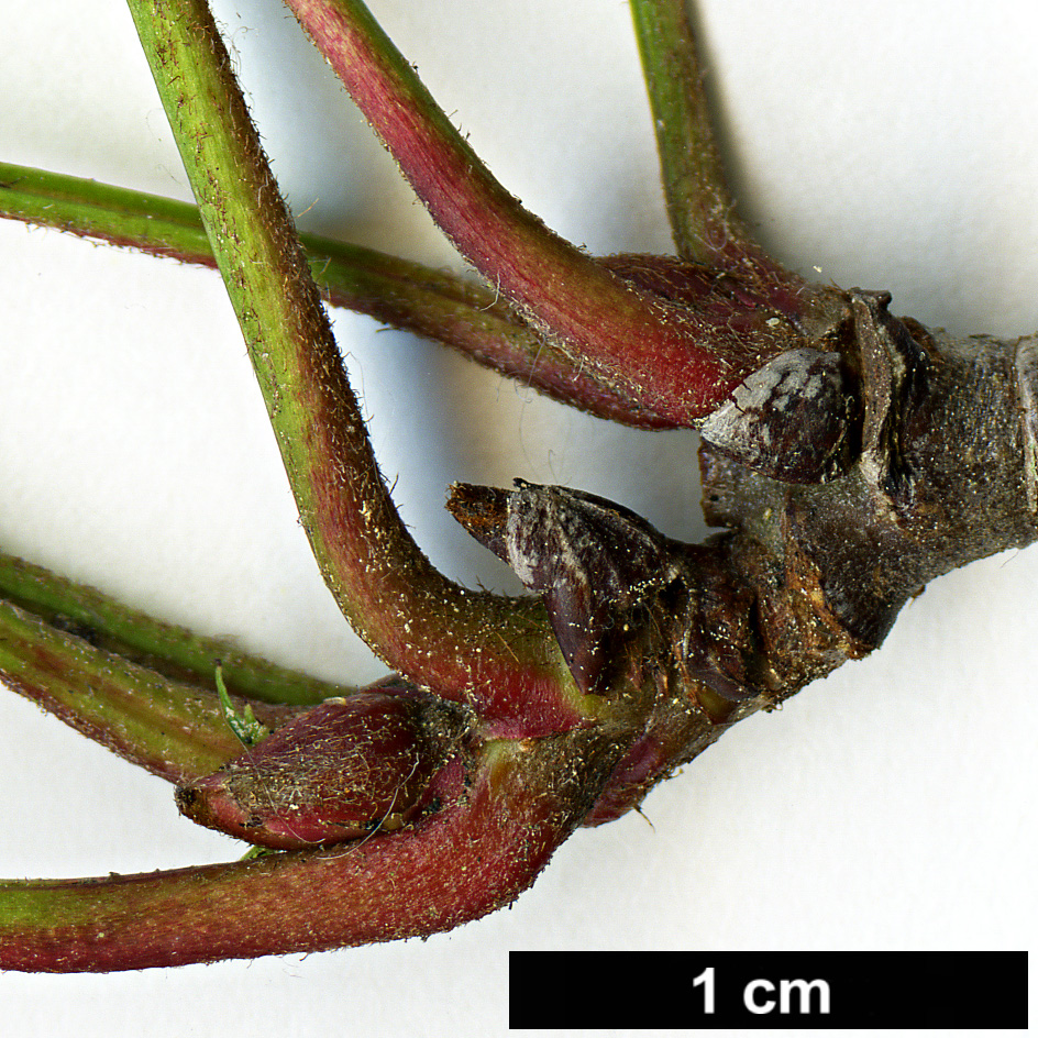 High resolution image: Family: Rosaceae - Genus: Sorbus - Taxon: pseudovilmorinii