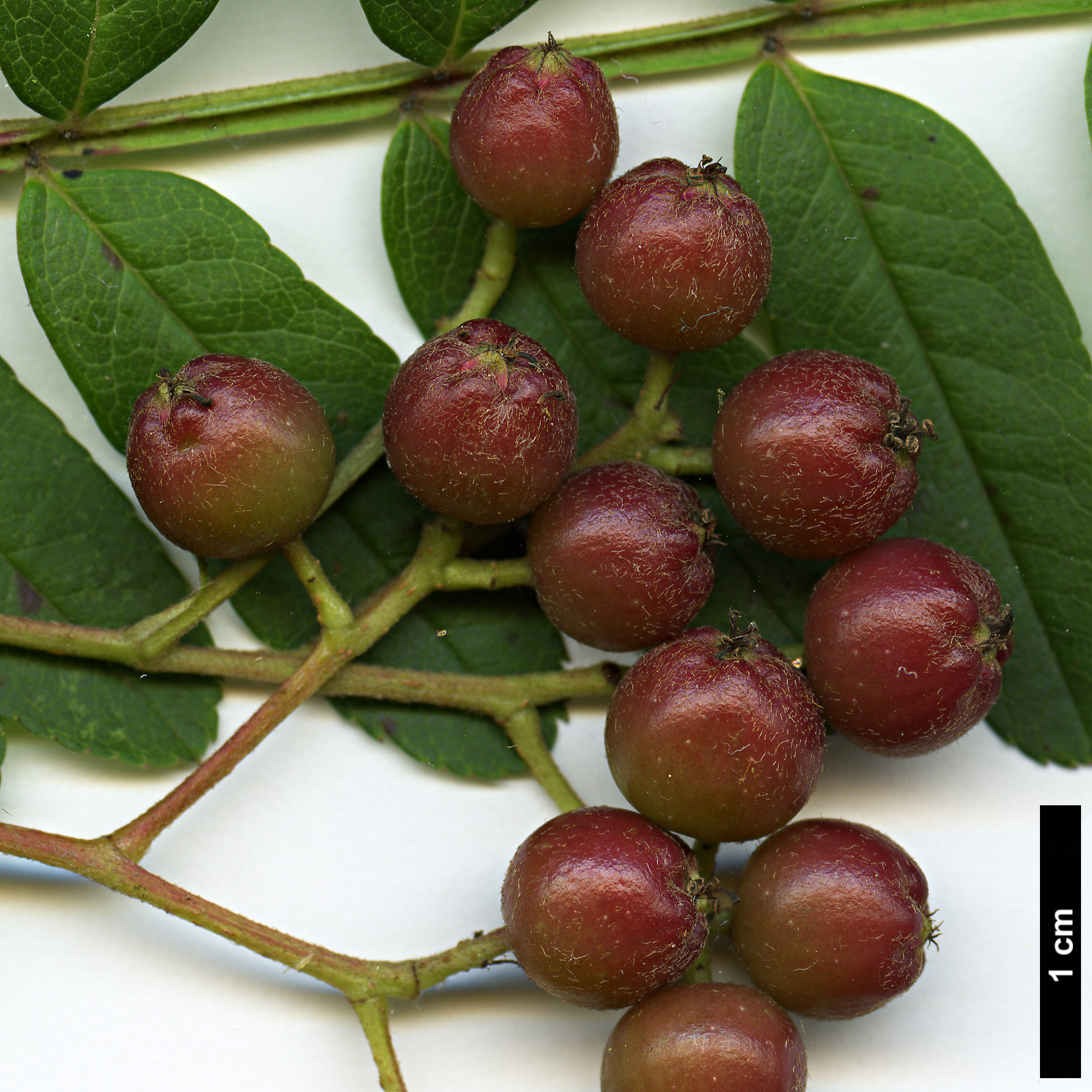 High resolution image: Family: Rosaceae - Genus: Sorbus - Taxon: pseudovilmorinii