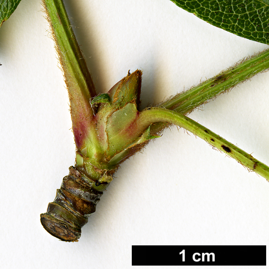 High resolution image: Family: Rosaceae - Genus: Sorbus - Taxon: pteridophylla