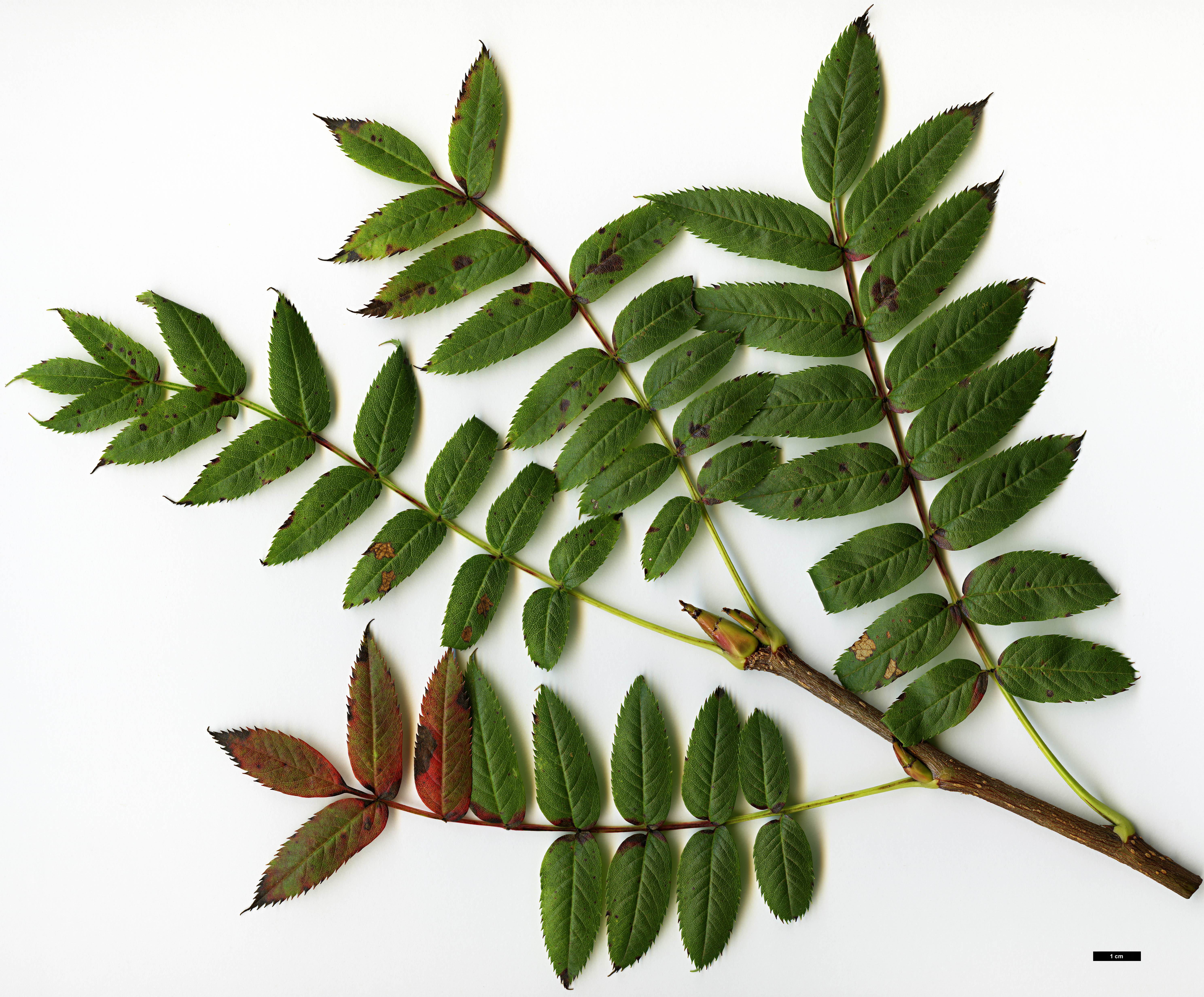 High resolution image: Family: Rosaceae - Genus: Sorbus - Taxon: randaiensis