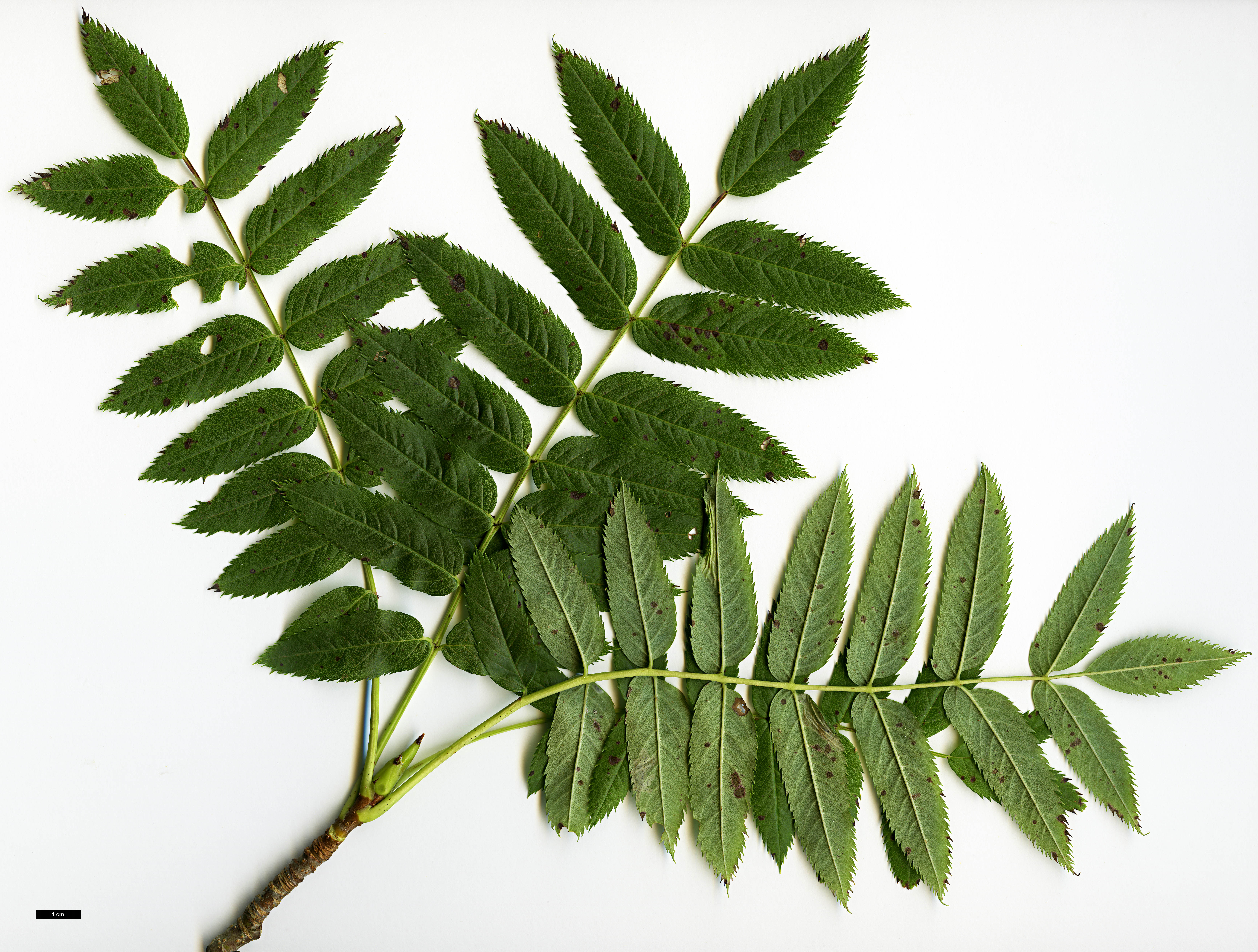 High resolution image: Family: Rosaceae - Genus: Sorbus - Taxon: randaiensis