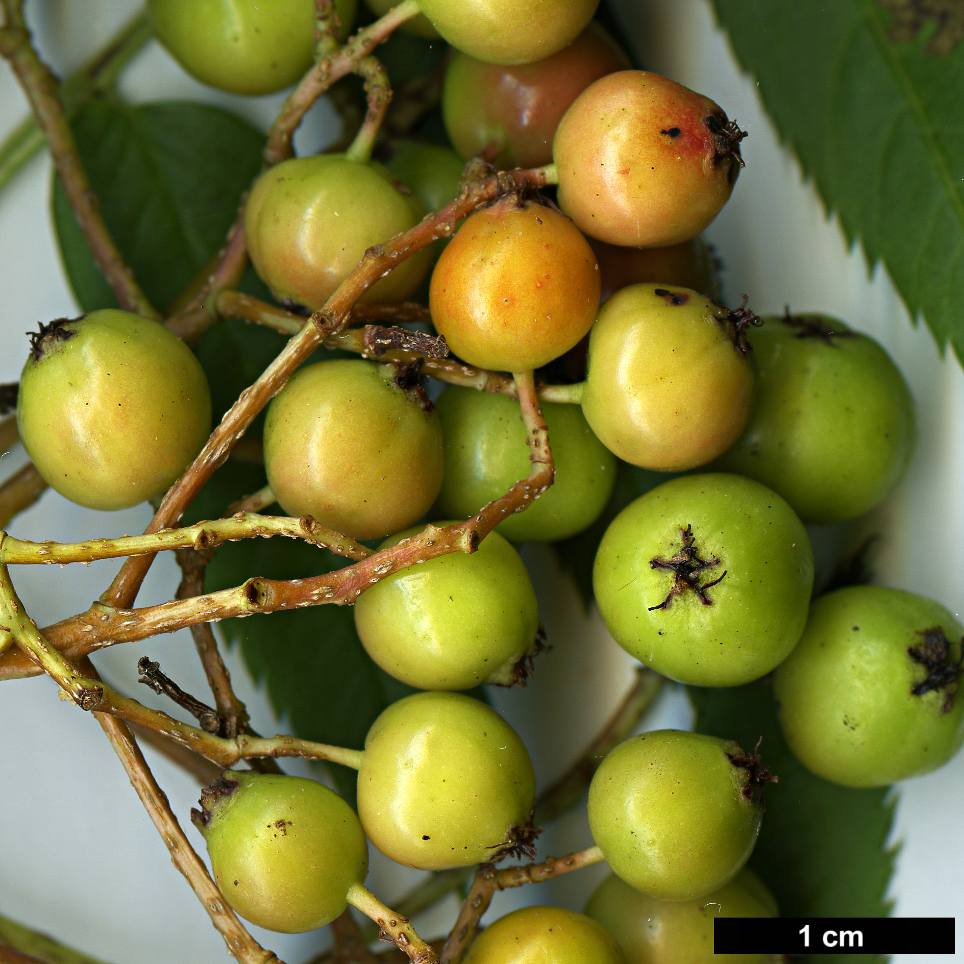 High resolution image: Family: Rosaceae - Genus: Sorbus - Taxon: randaiensis