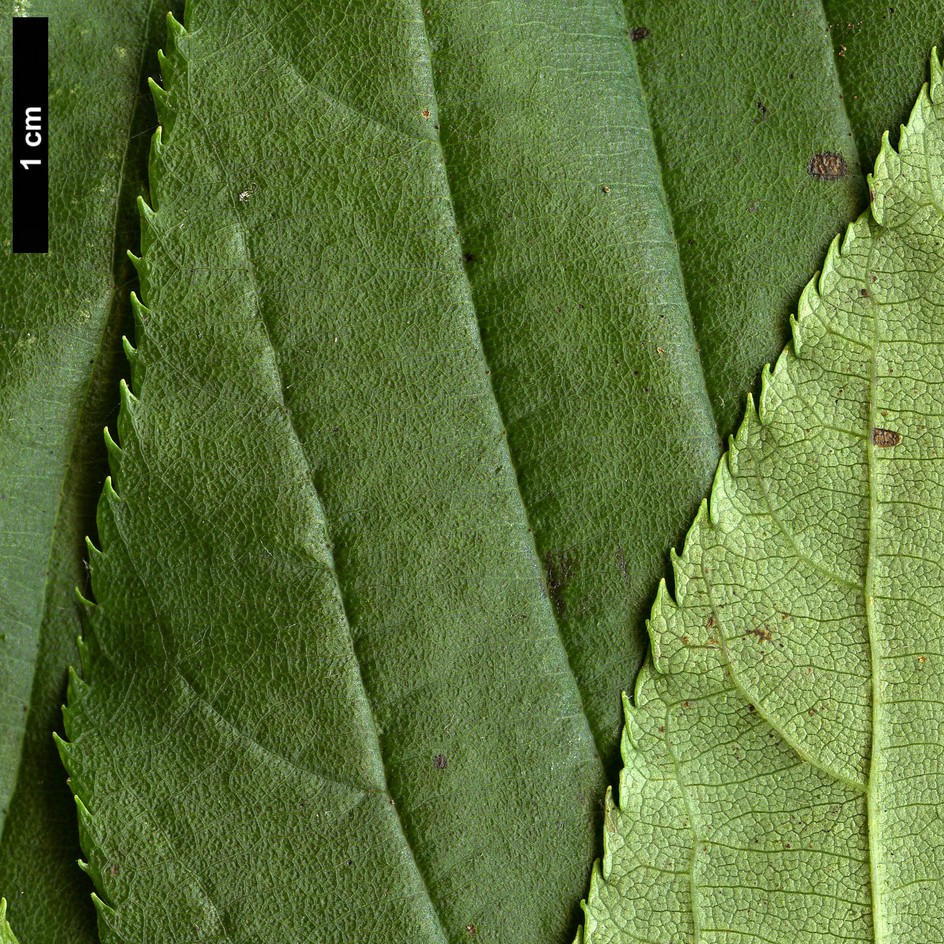 High resolution image: Family: Rosaceae - Genus: Sorbus - Taxon: rhamnoides