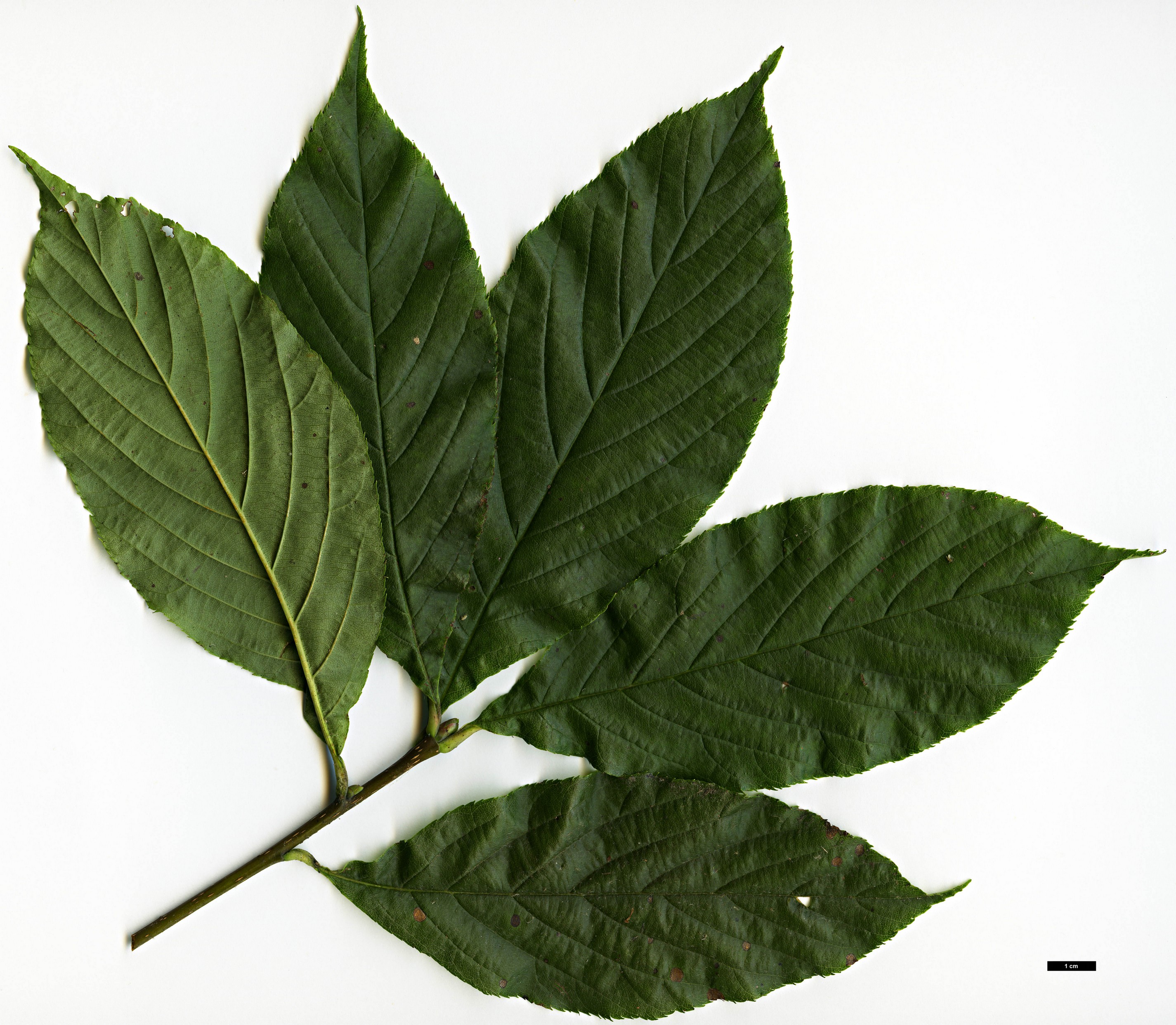 High resolution image: Family: Rosaceae - Genus: Sorbus - Taxon: rhamnoides