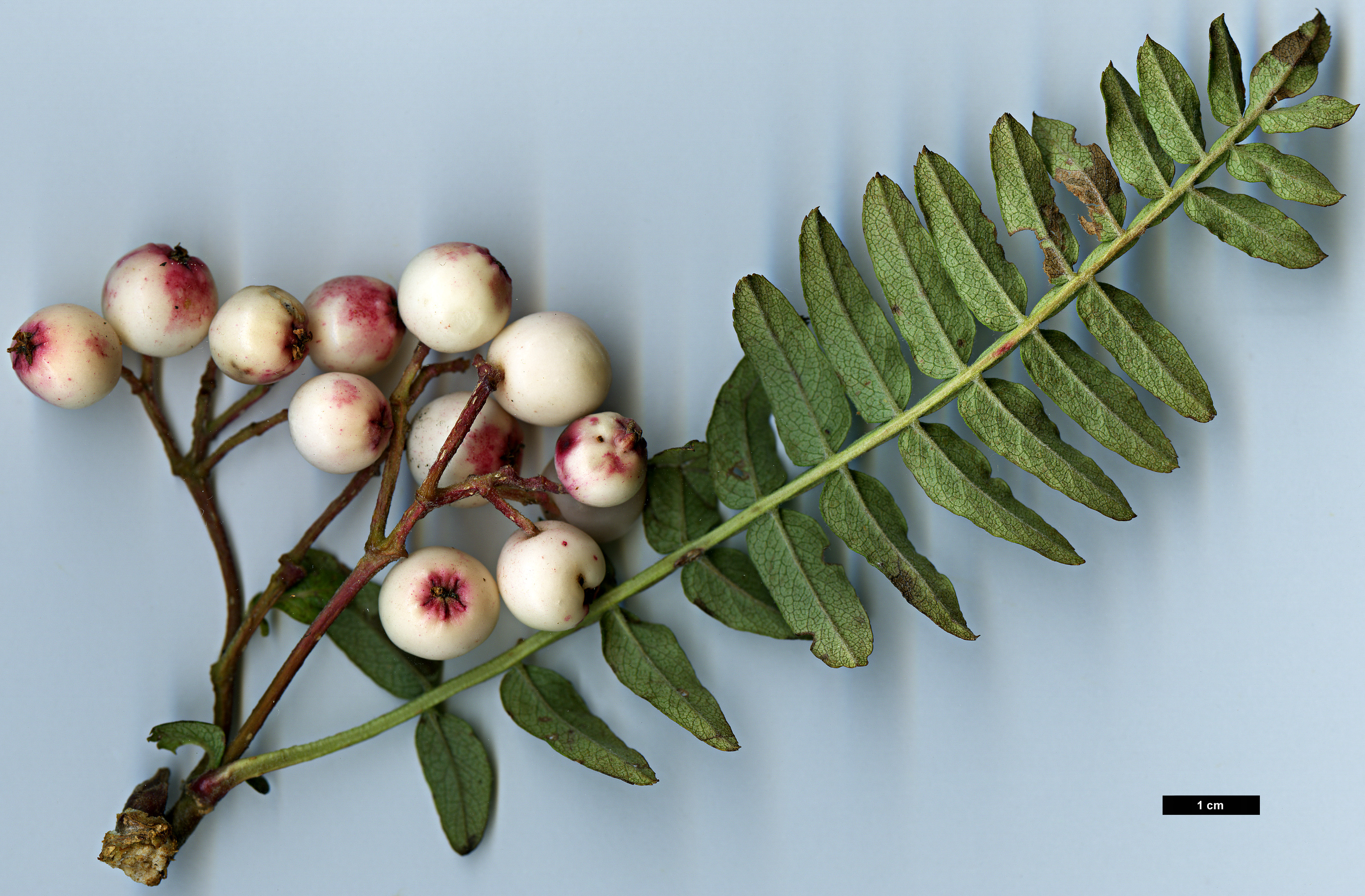 High resolution image: Family: Rosaceae - Genus: Sorbus - Taxon: rinzenii